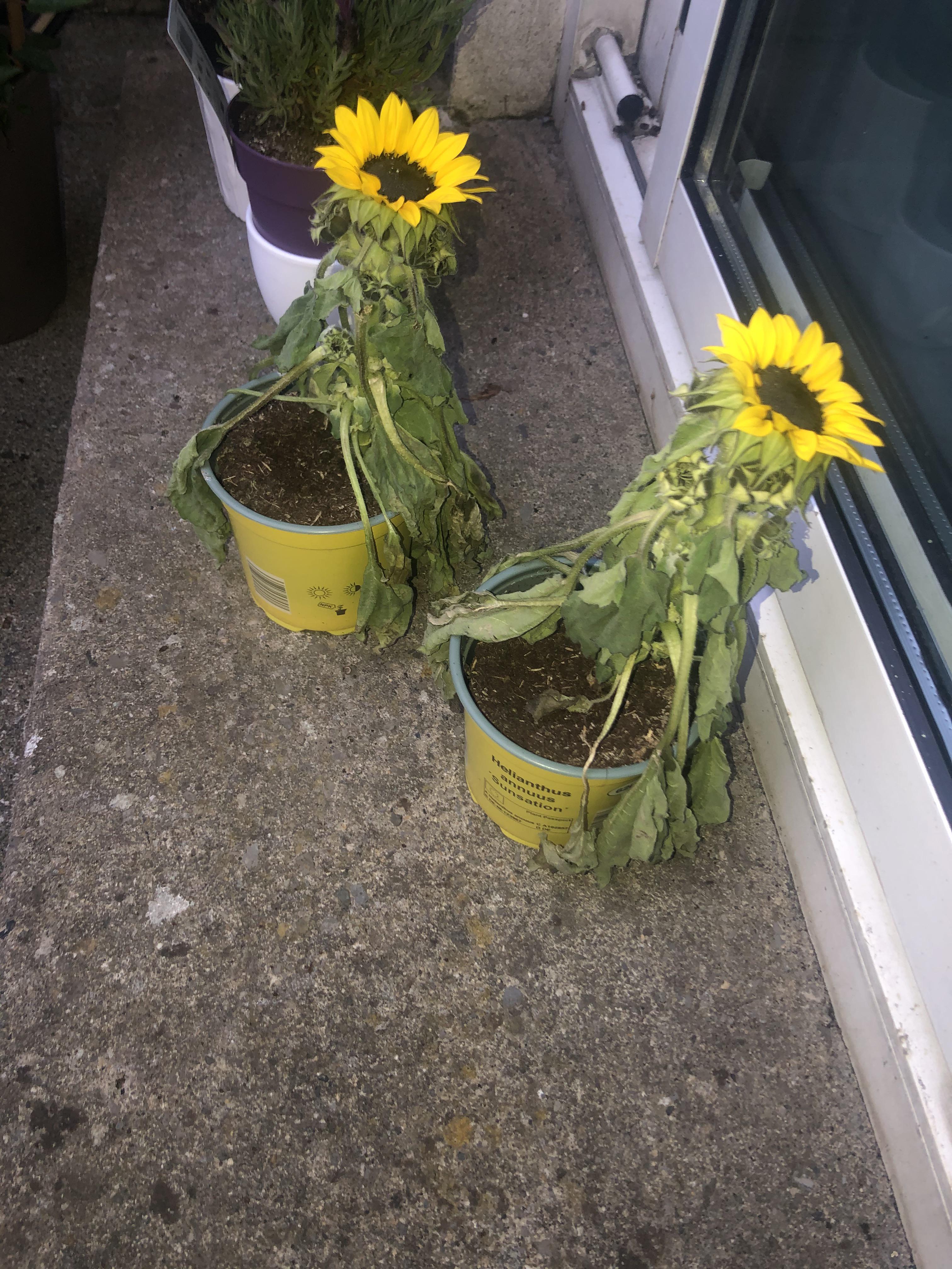 How can I revive sunflowers r/gardening