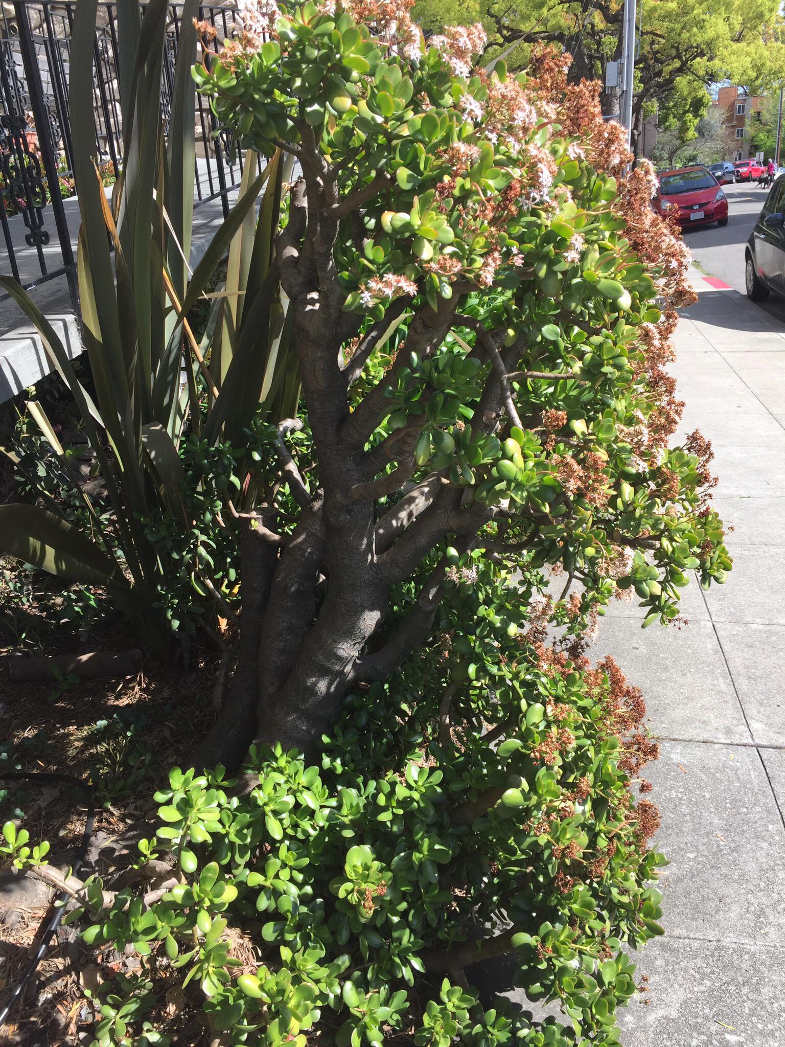 Jade found as a hedge in San Francisco. r/matureplants