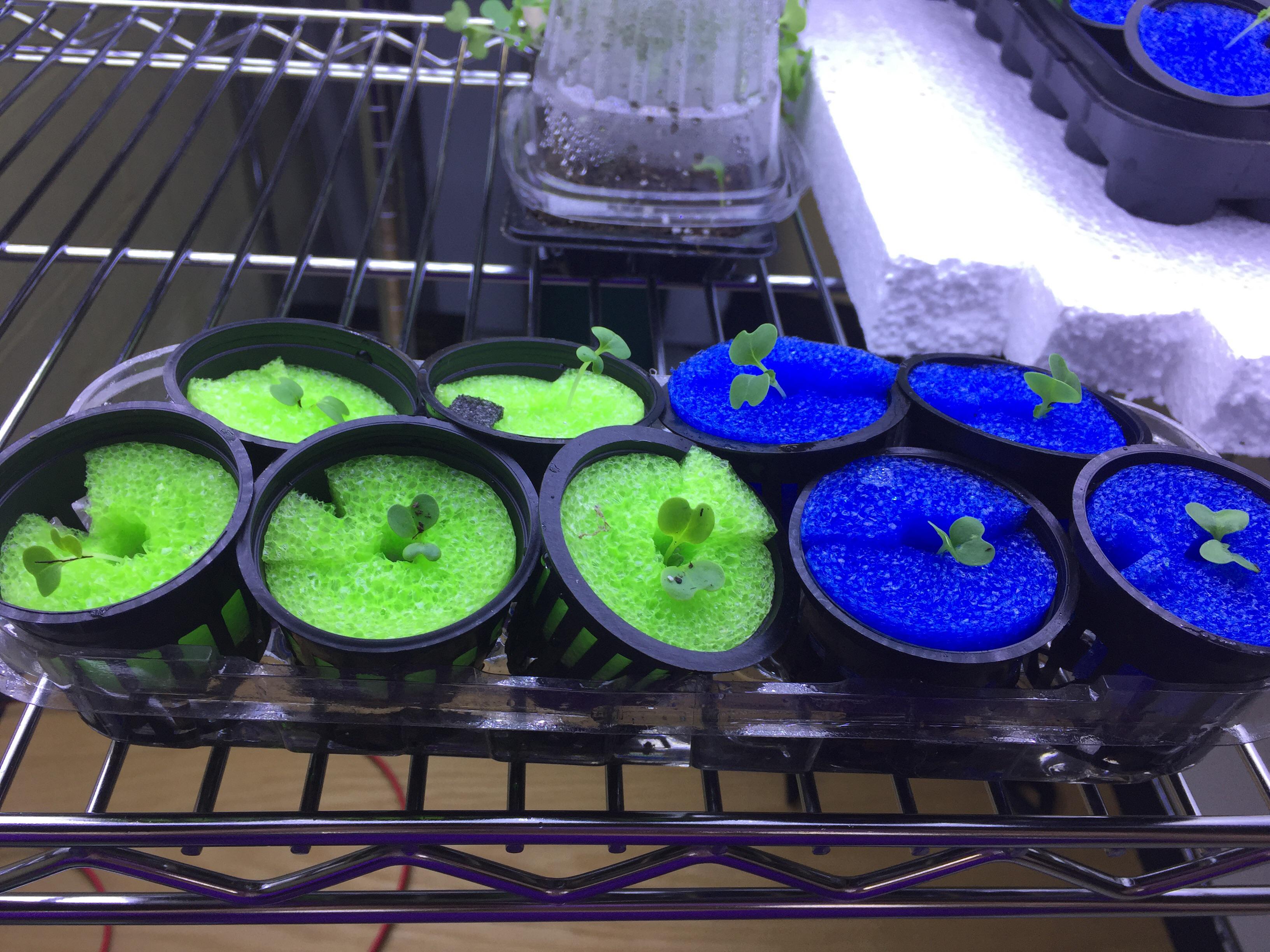 New seedlings thanks mike vanduzee so simple using pool noodles r