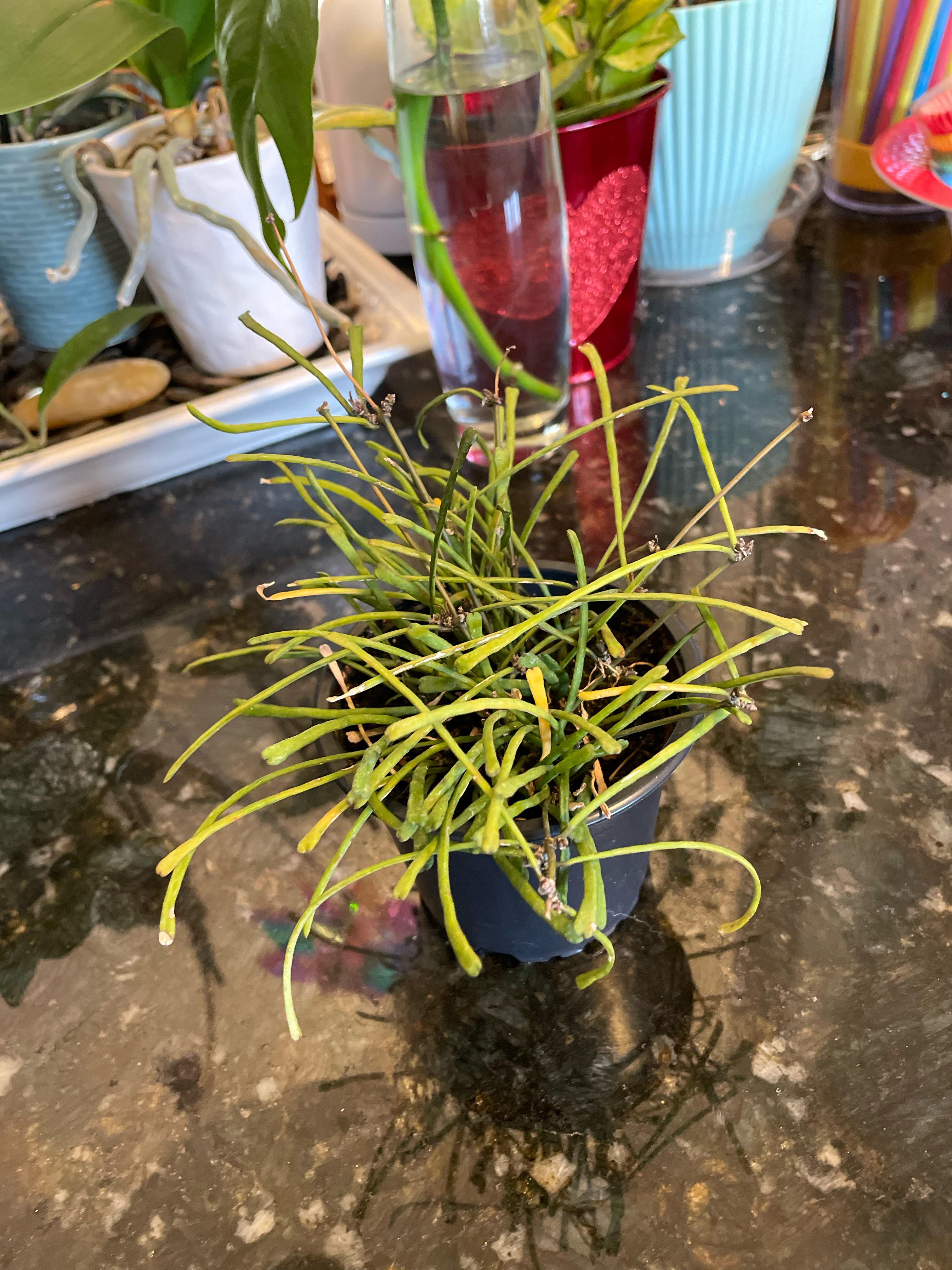 What’s Wrong With My Retusa? It’s looking more miserable by the day