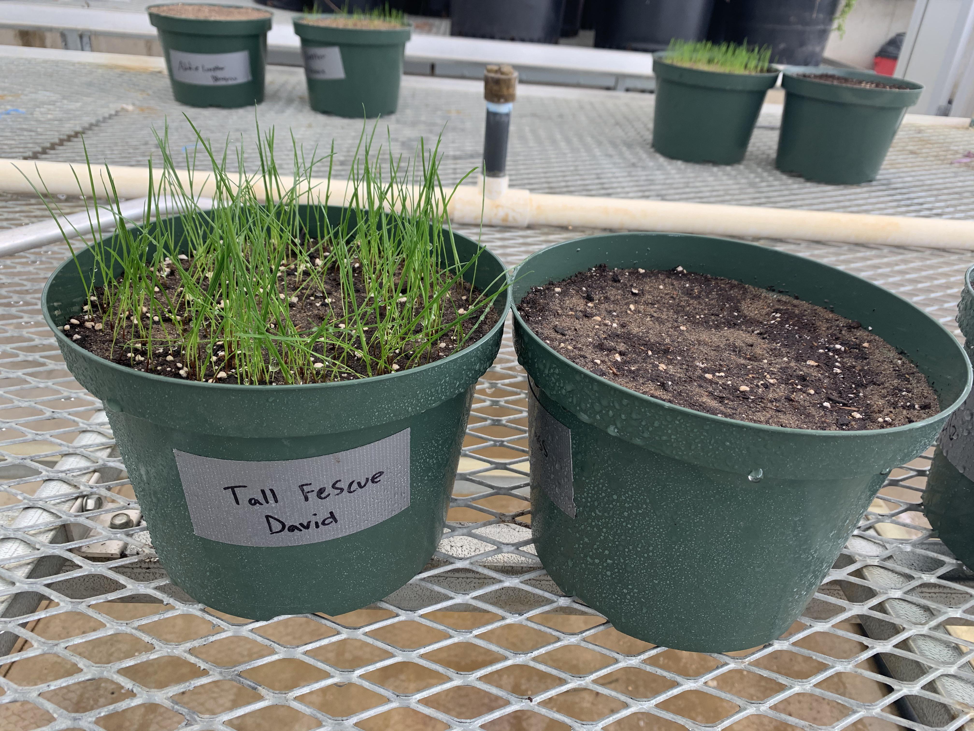 My turf class is having a competition to see who can grow the best
