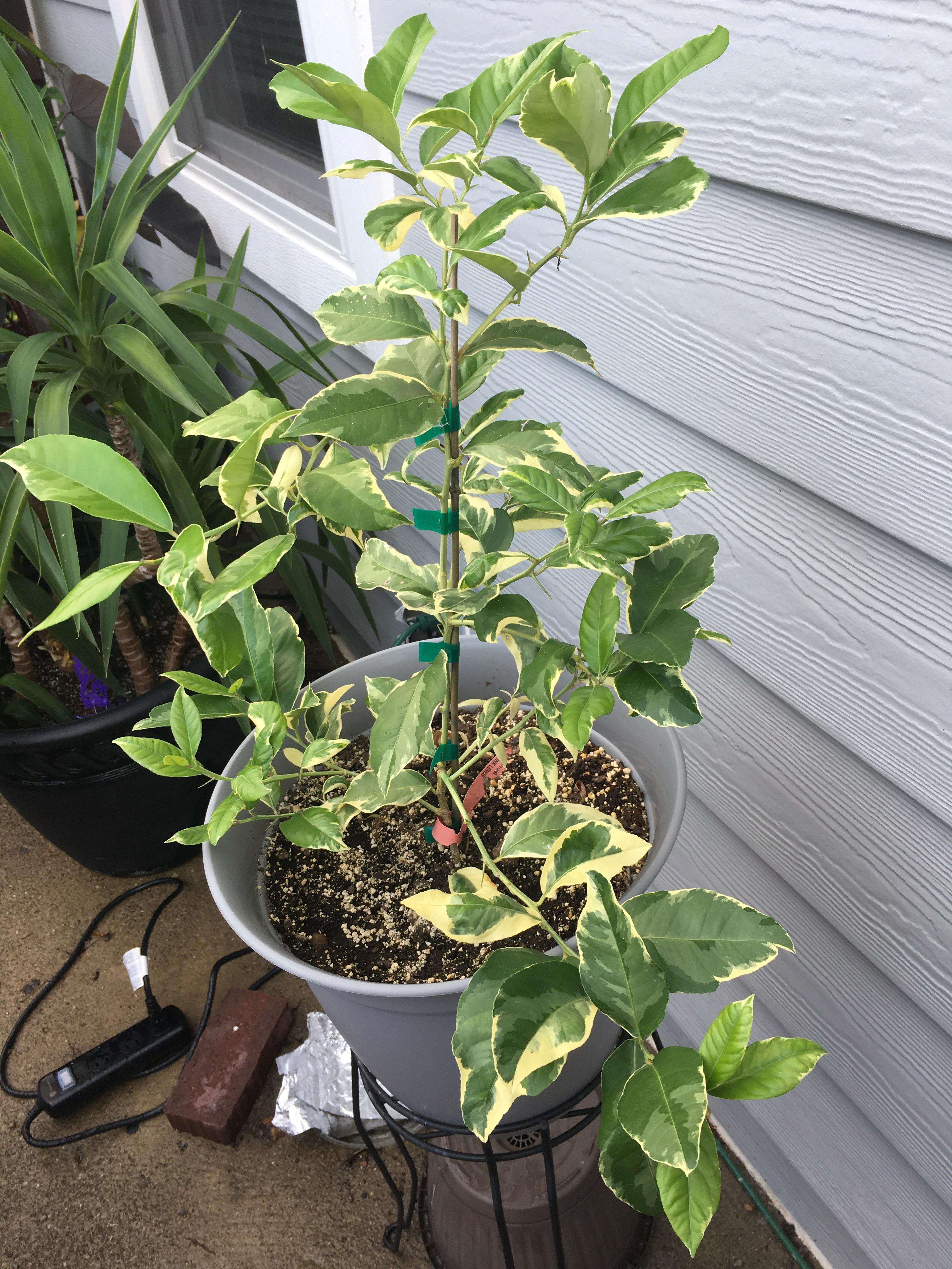 My variegated pink lemon tree is finally starting to look nice. r