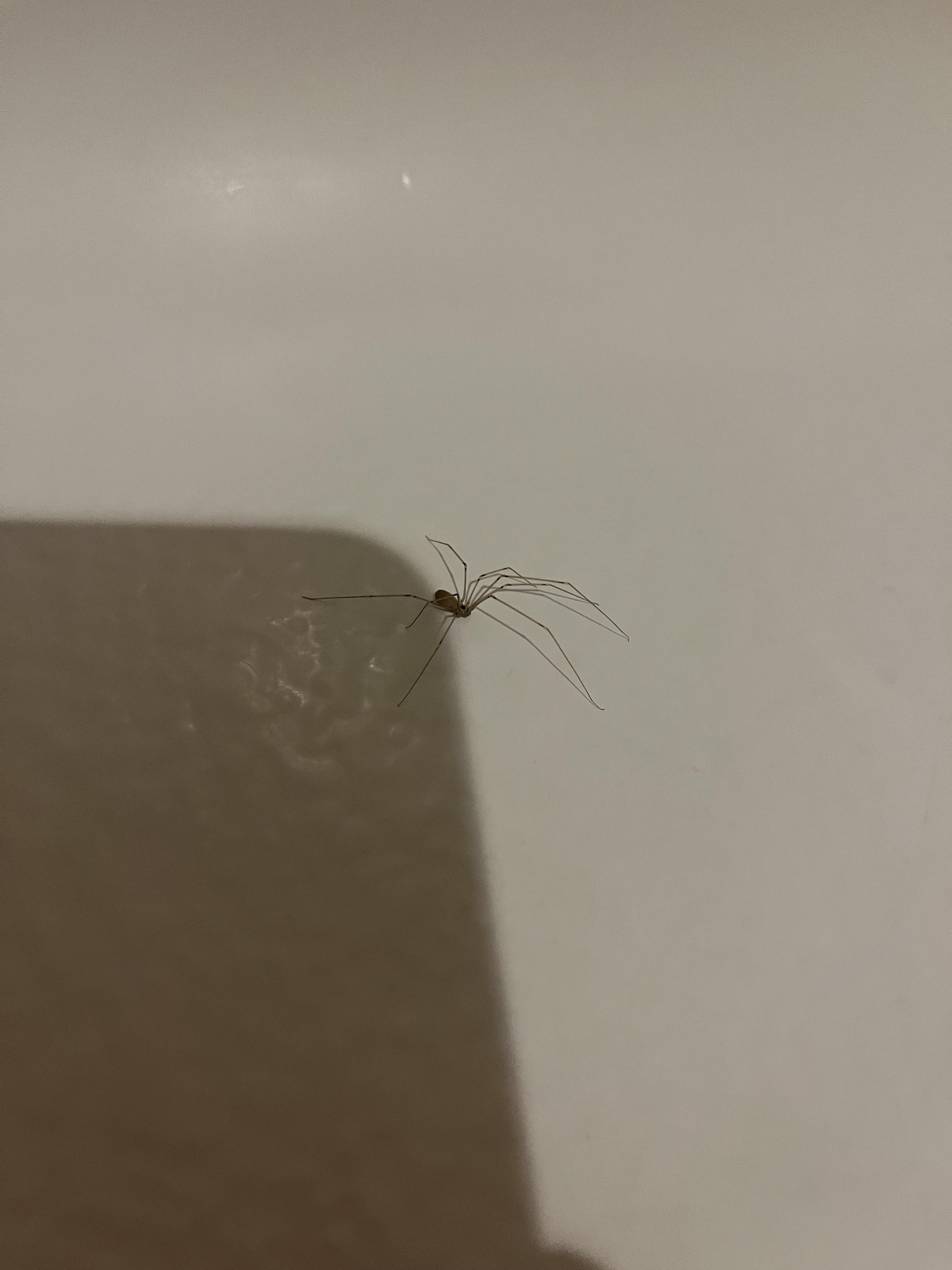 is this a spider in my bathtub or one of those spider lookalikes