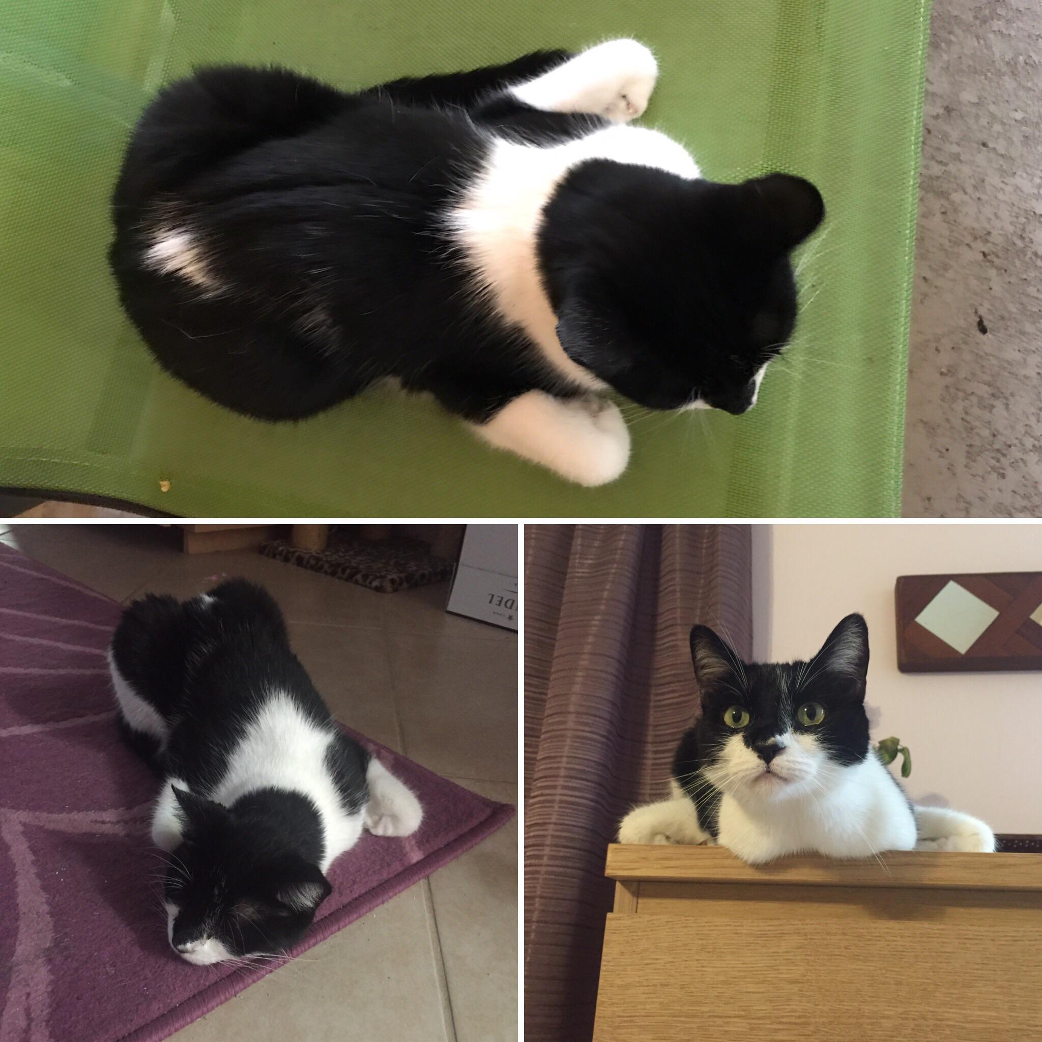 Anyone else's cat sit like this? I call it her turkey legs r/cats