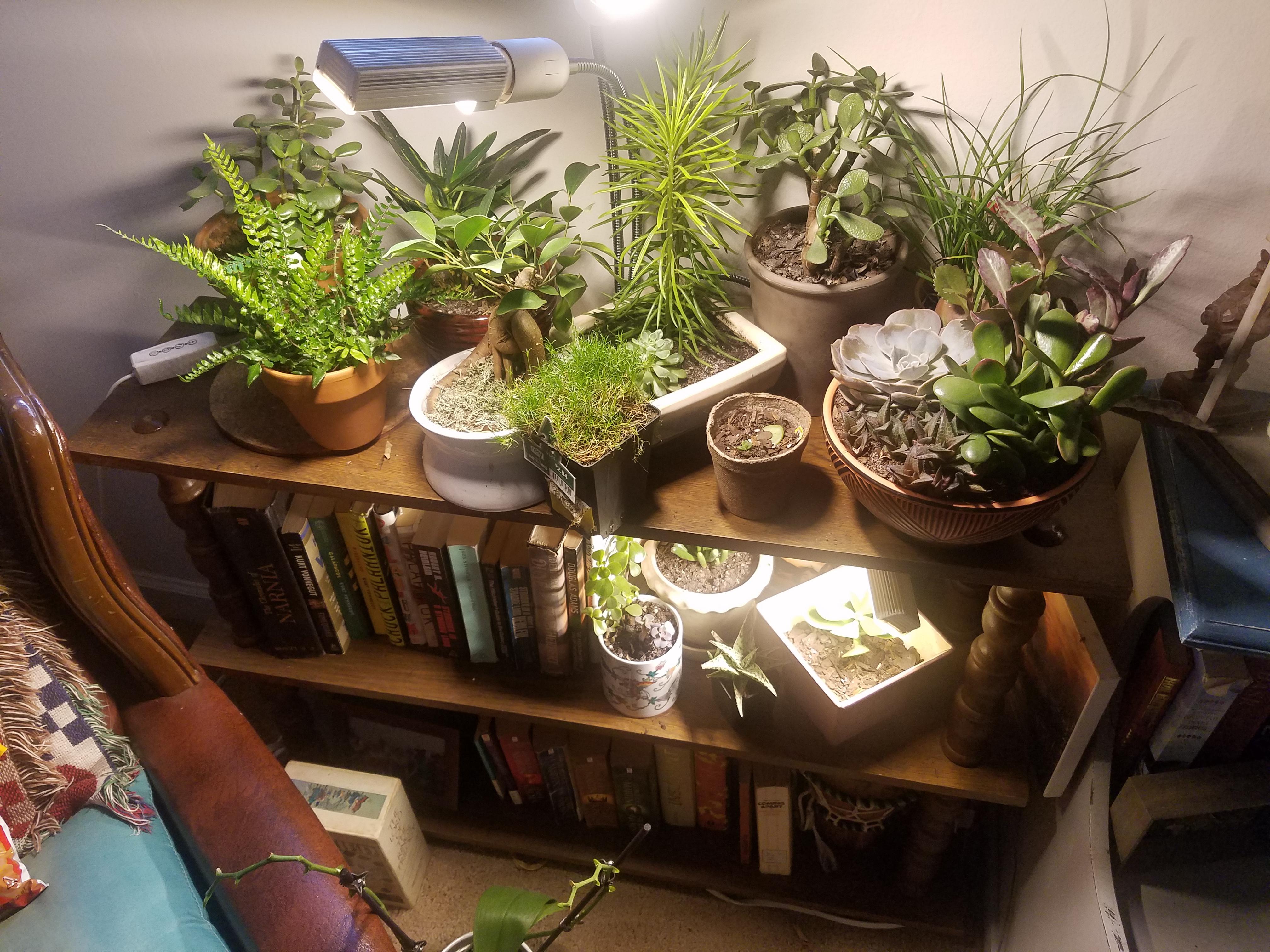 Searching for the best light to mimic full sun for my little indoor