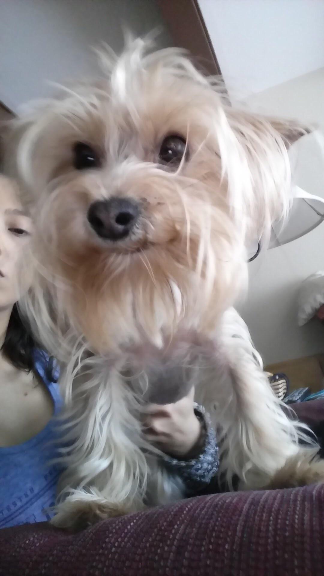 Macy’s duck face r/Yorkies