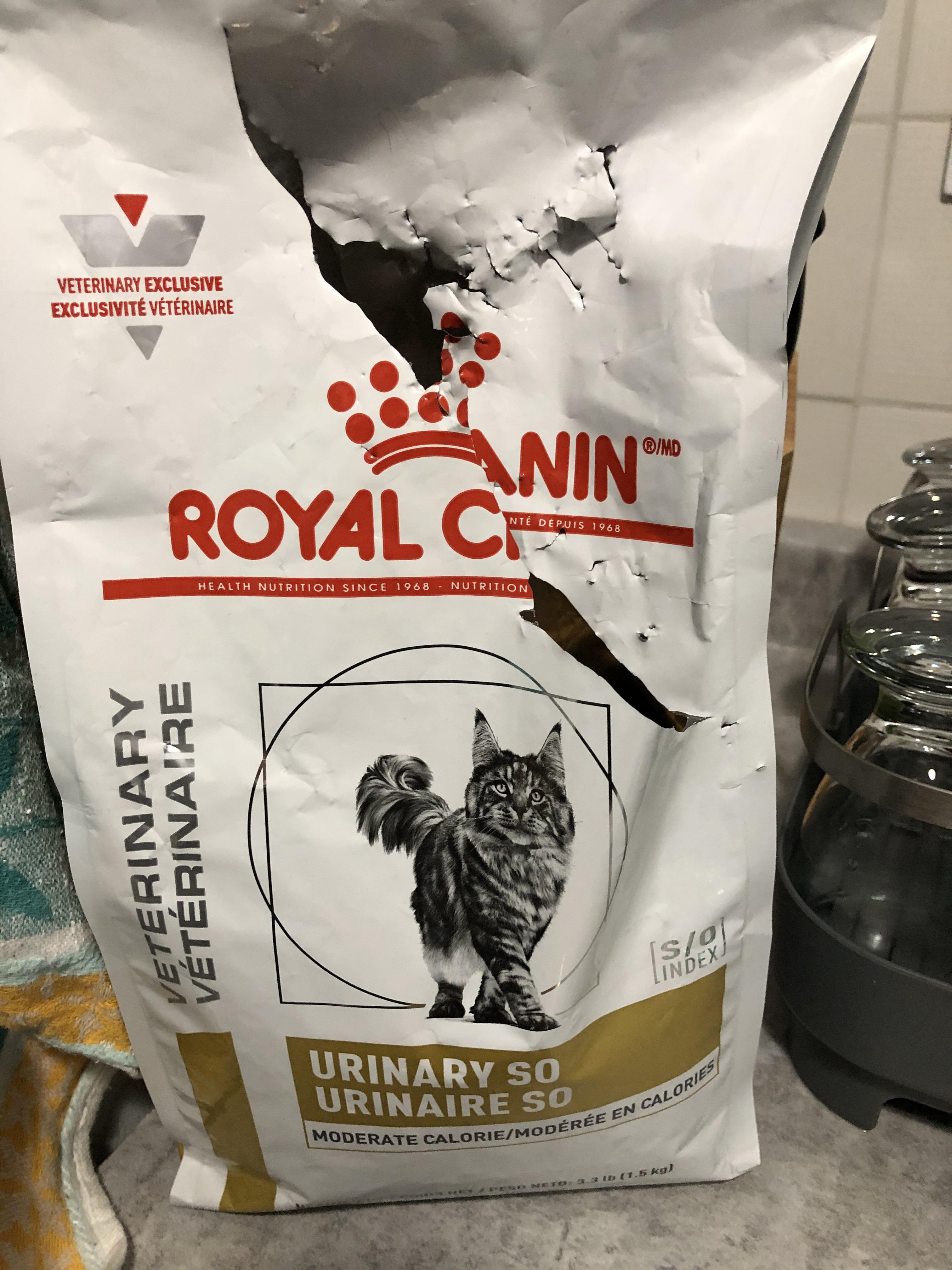 Can my young cat eat this urinary so food even though she doesn’t need