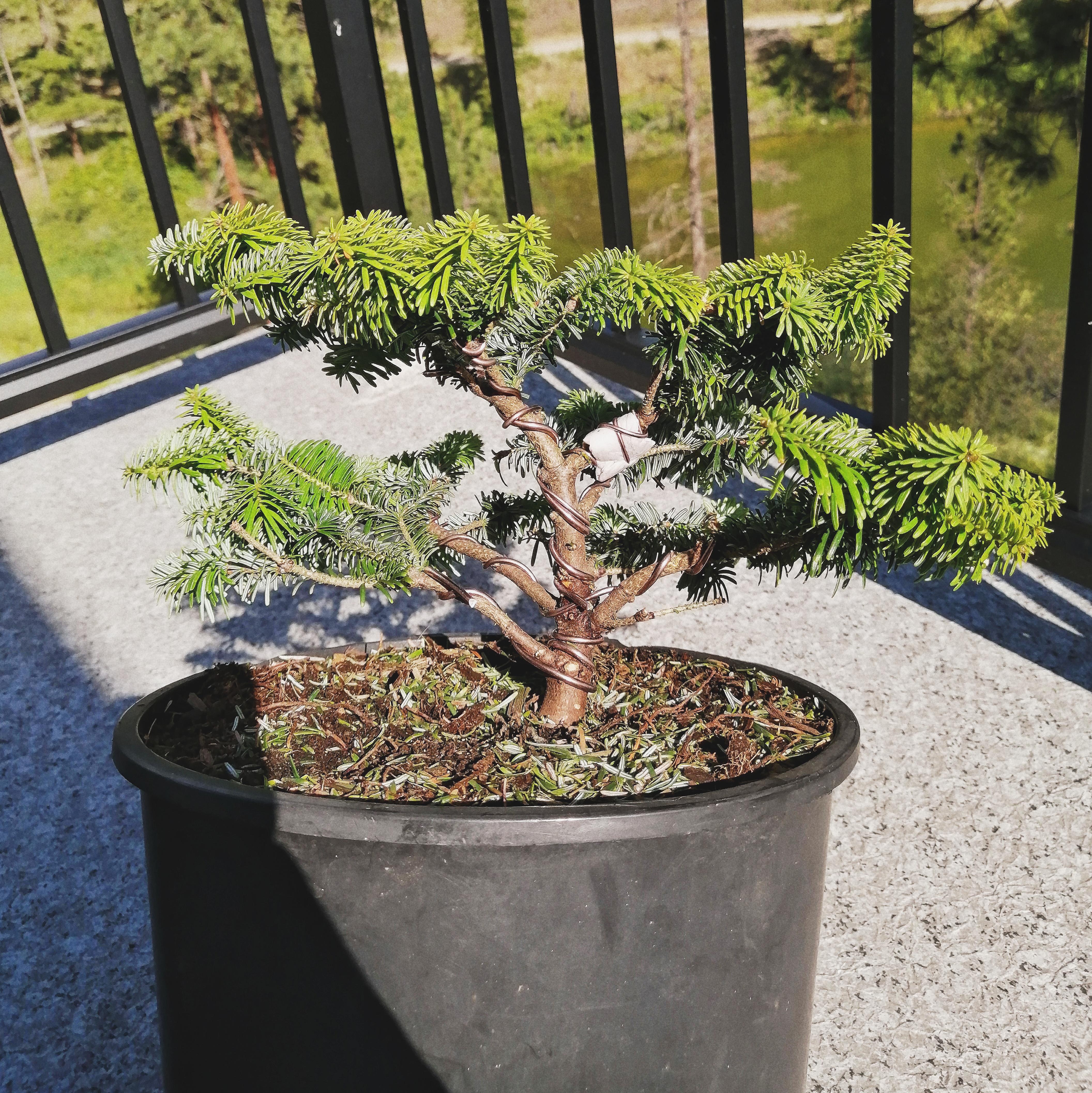 Bonsai Fir / (SOLD) Douglas Fir Eudai Bonsai / Bonsai planting is an