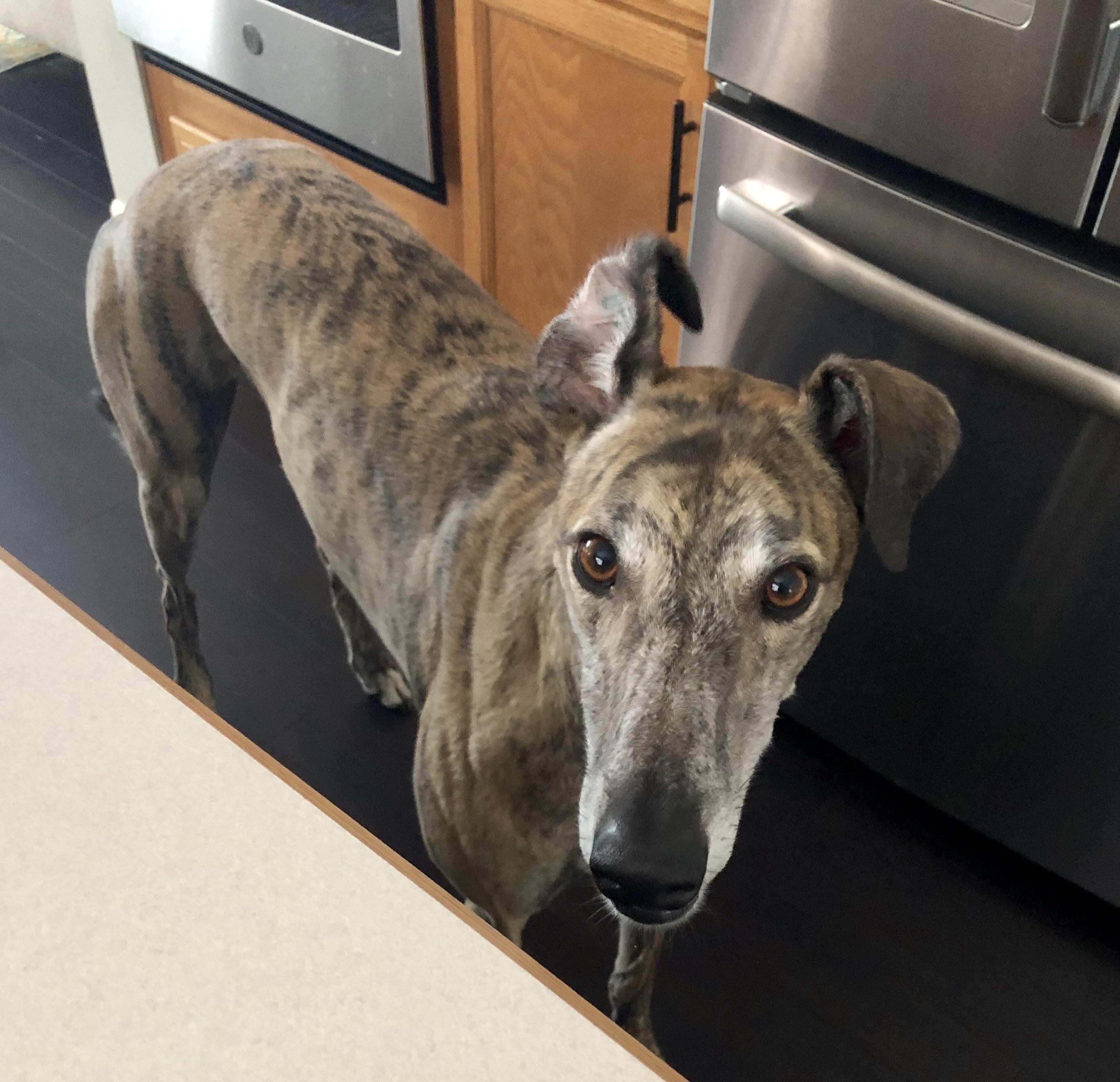 Sometimes I just like to show off my ear tattoo! r/Greyhounds