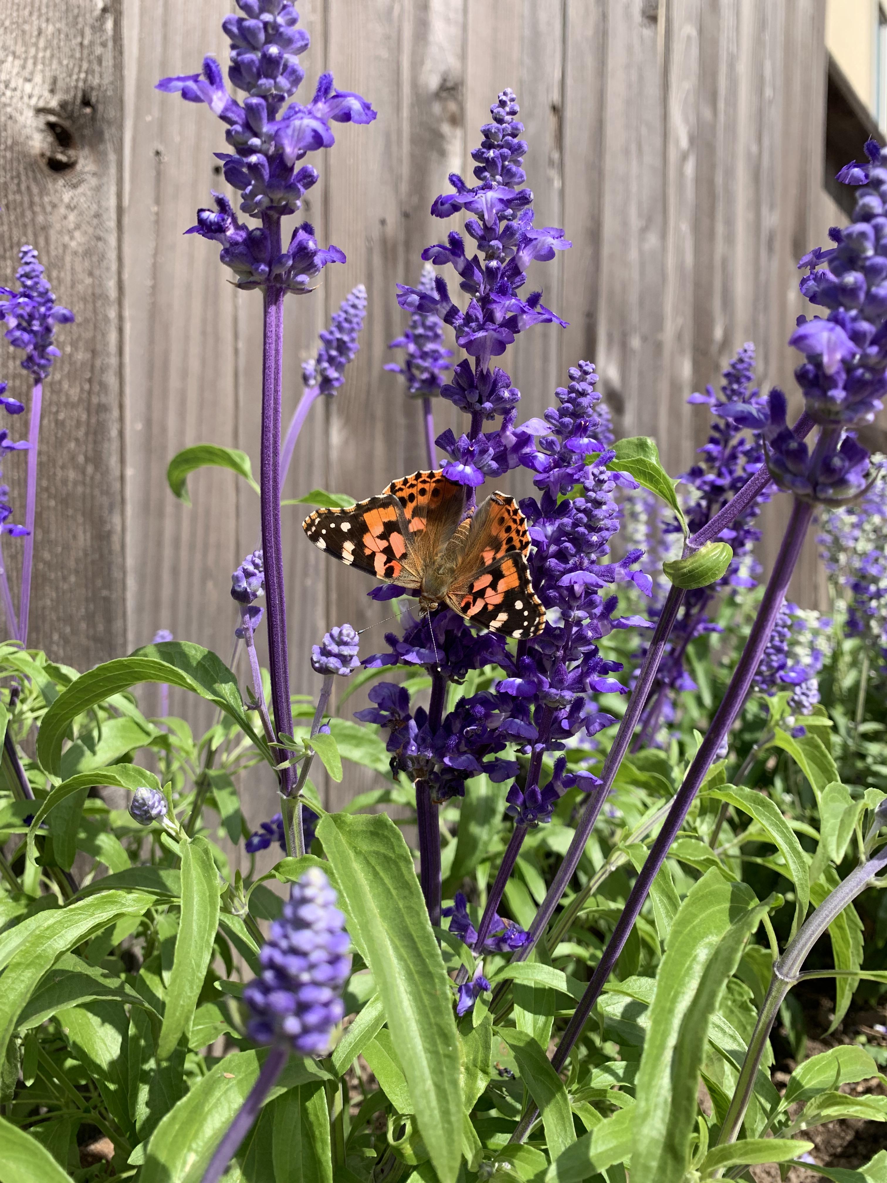 1177 best Salvia images on Pholder Salvia, Comment Etiq and