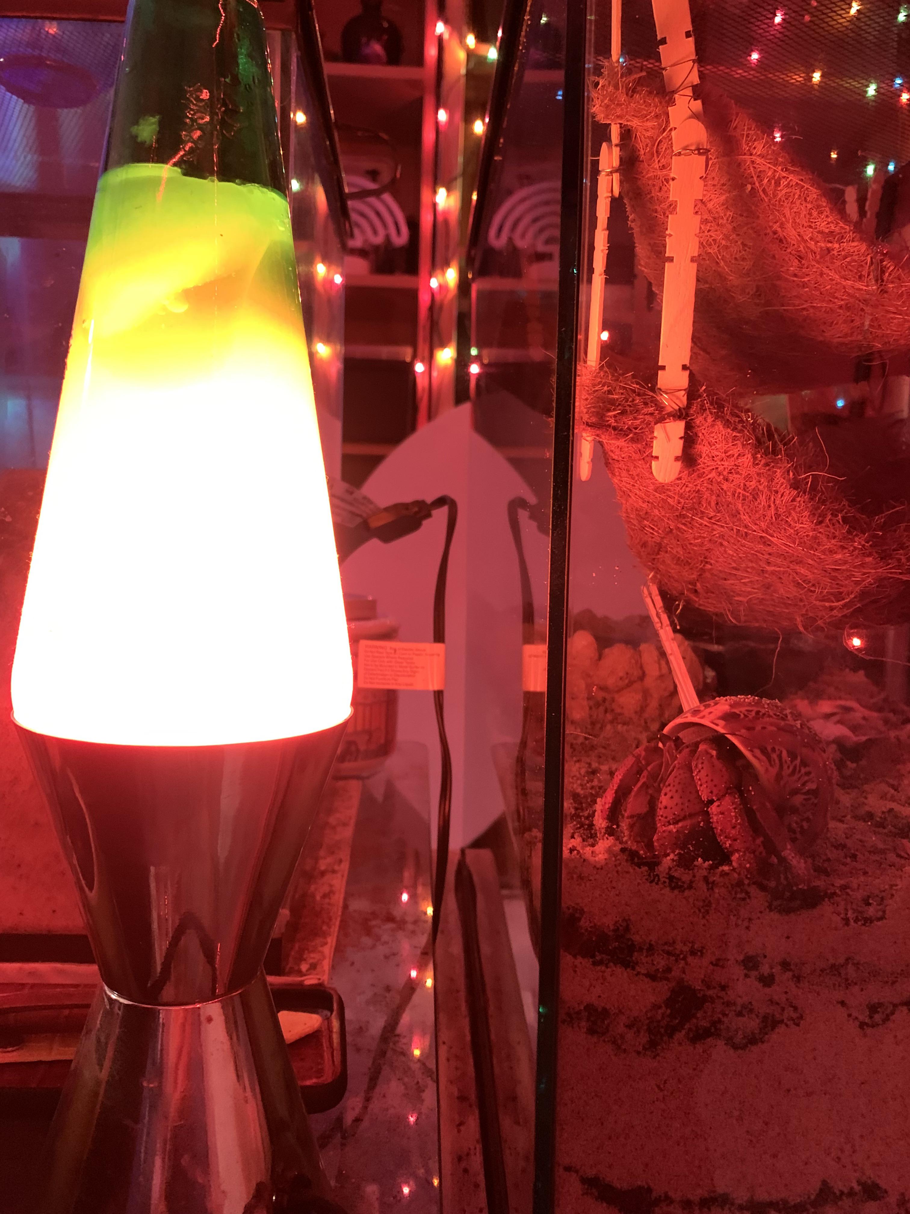 My little hippie, Scarface loves a good lava lamp. r/hermitcrabs