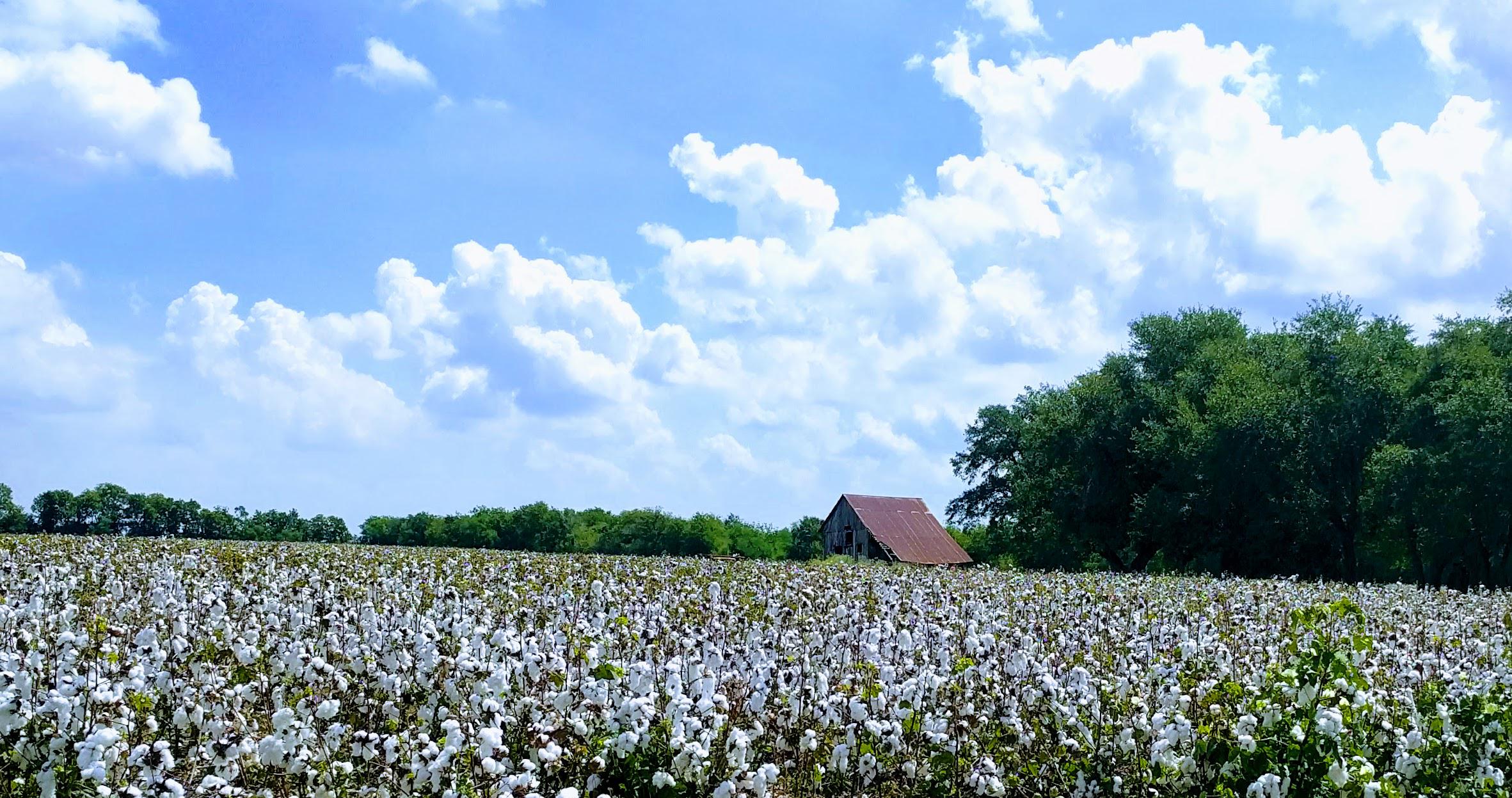 King Cotton near Pleak, Tx r/TexasViews