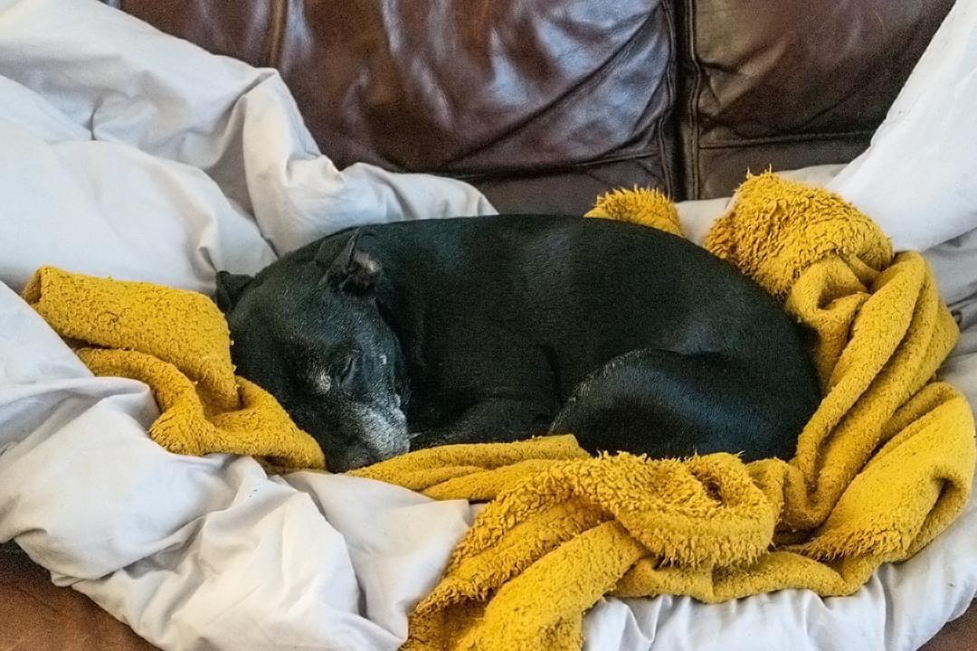 Just got finished dog sitting a good friends dog for a couple of days