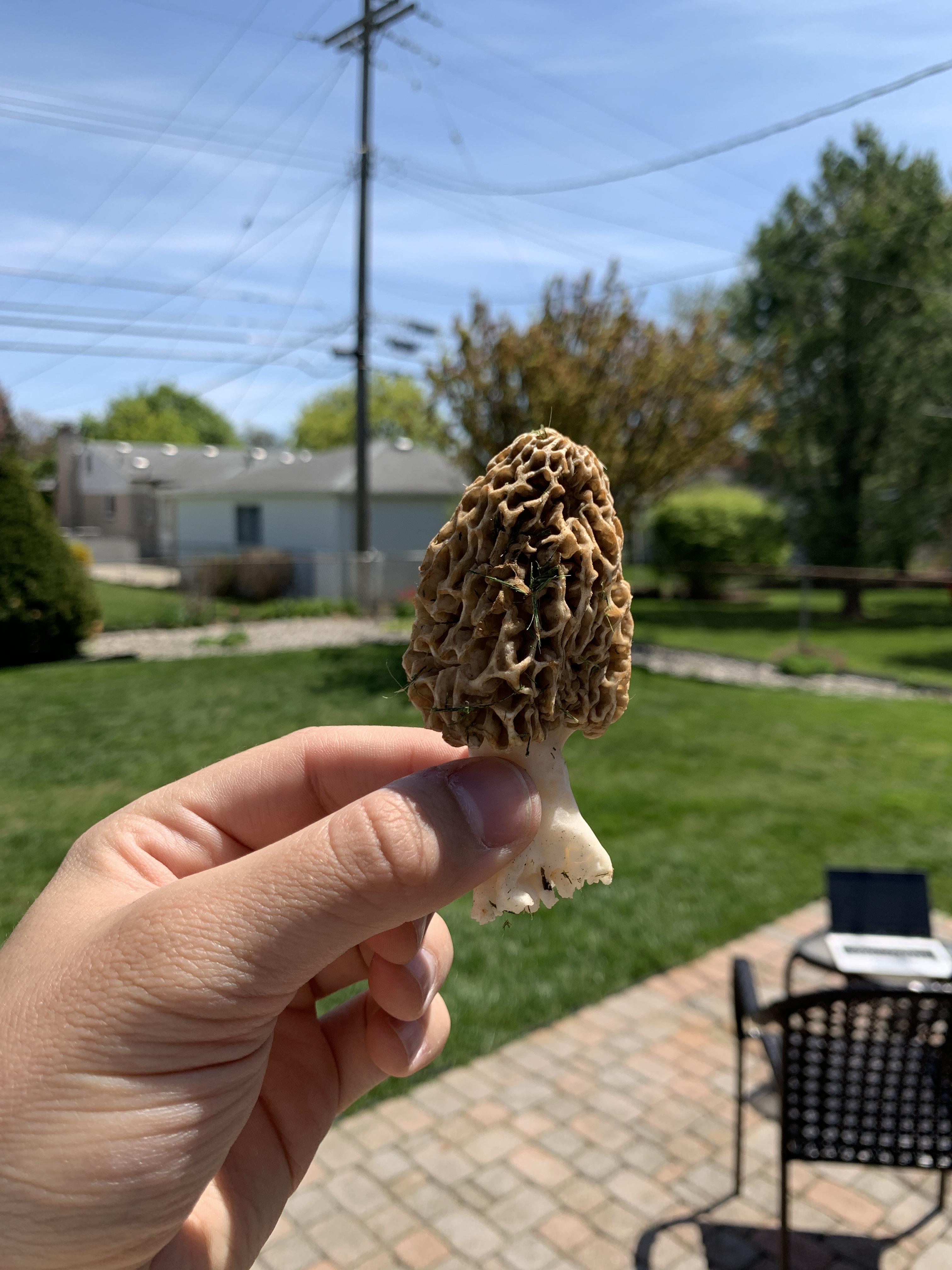 Michigan Morel? Found this growing in a rock bed at the base of a tree