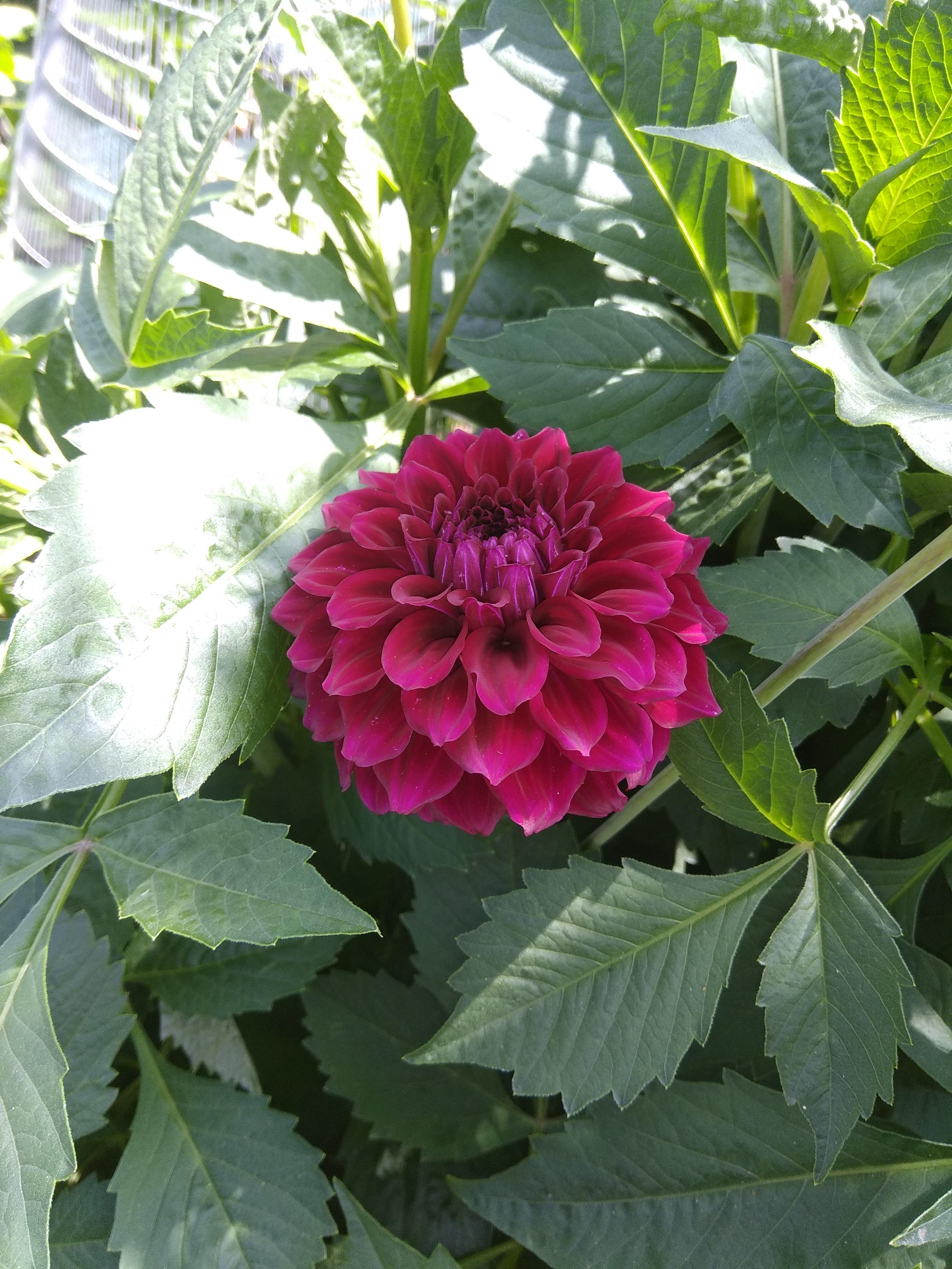 My dahlia is finally blooming. Never expected such an amazing color