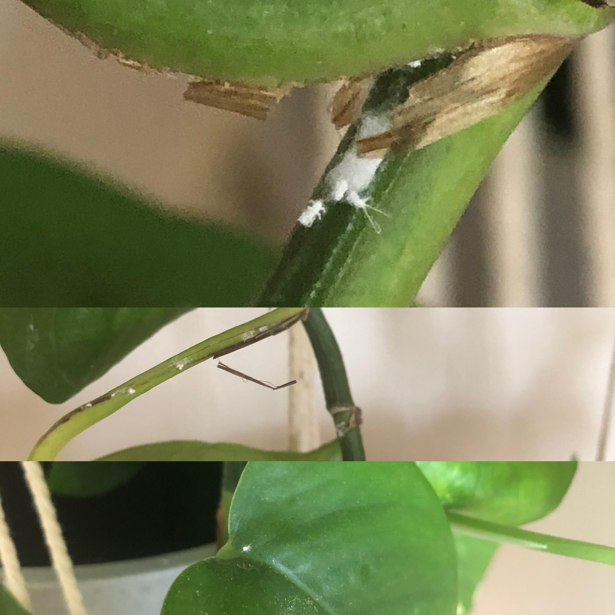 What is this and how do I get rid of it?? In the past couple days I’ve