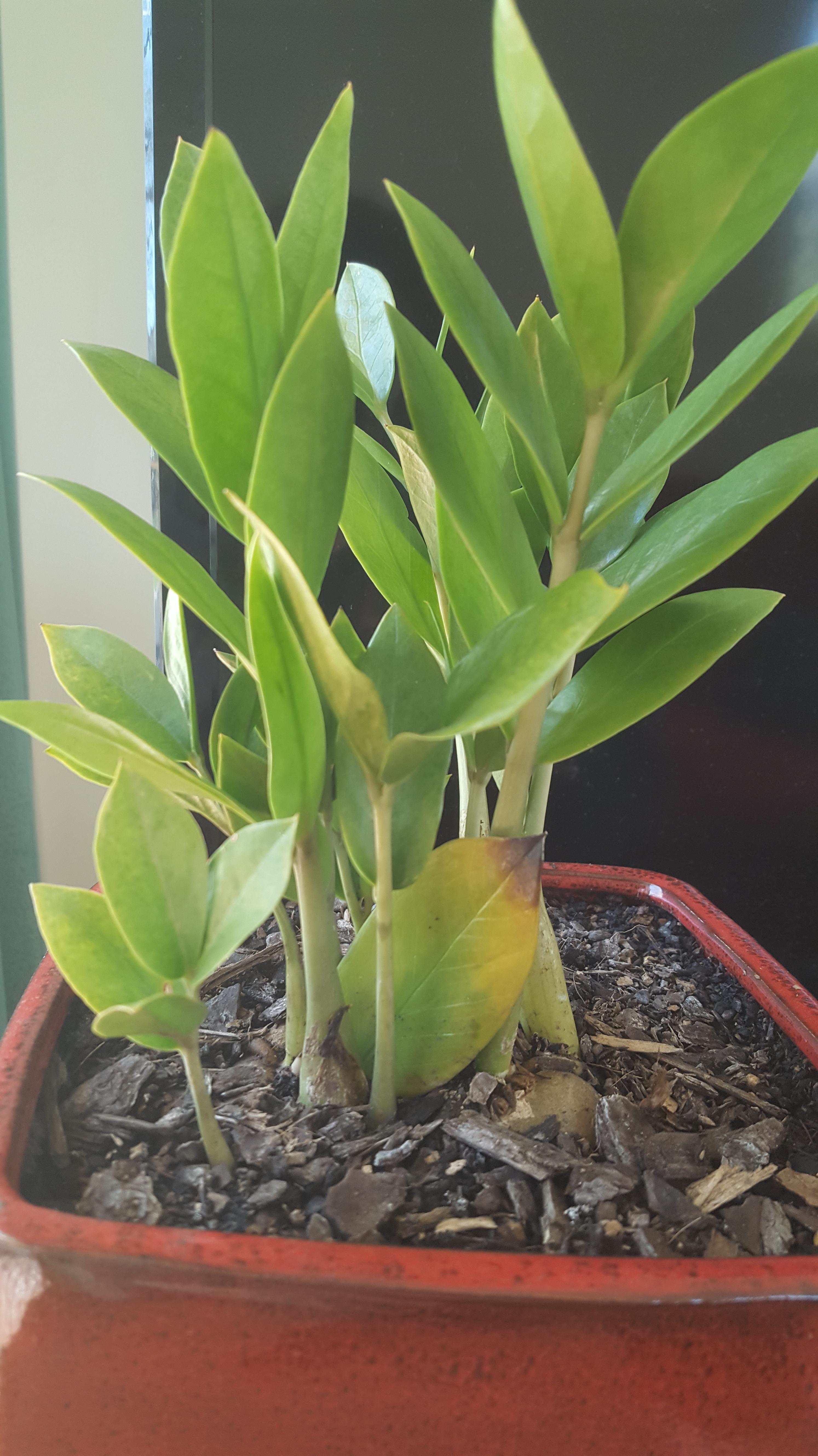 ZZ plant seems to be growing a big leaf straight from the soil, anyone know why this would be