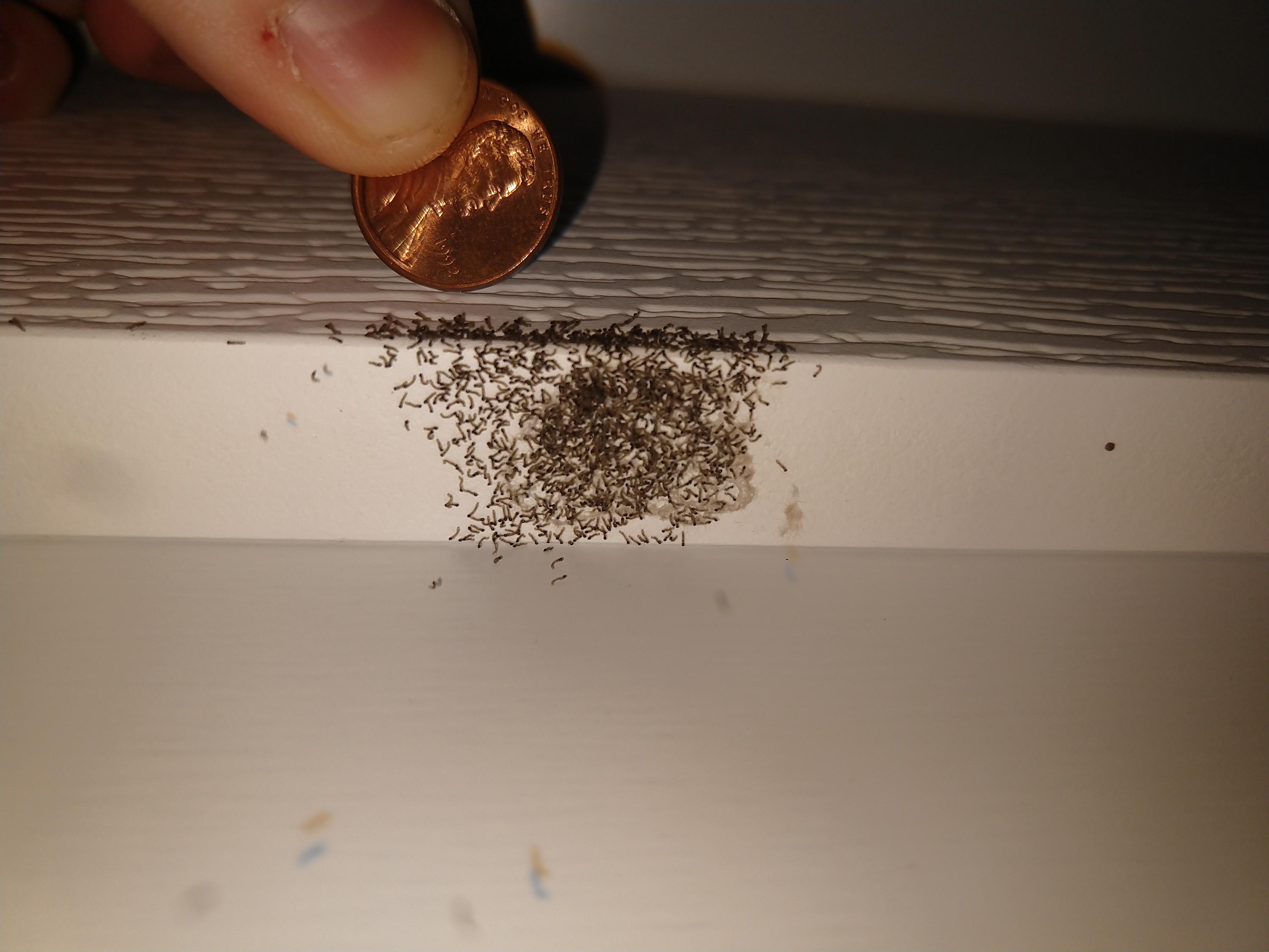 What are these worms/caterpillars hatching on my porch? Southern West Virginia. r/whatsthisbug