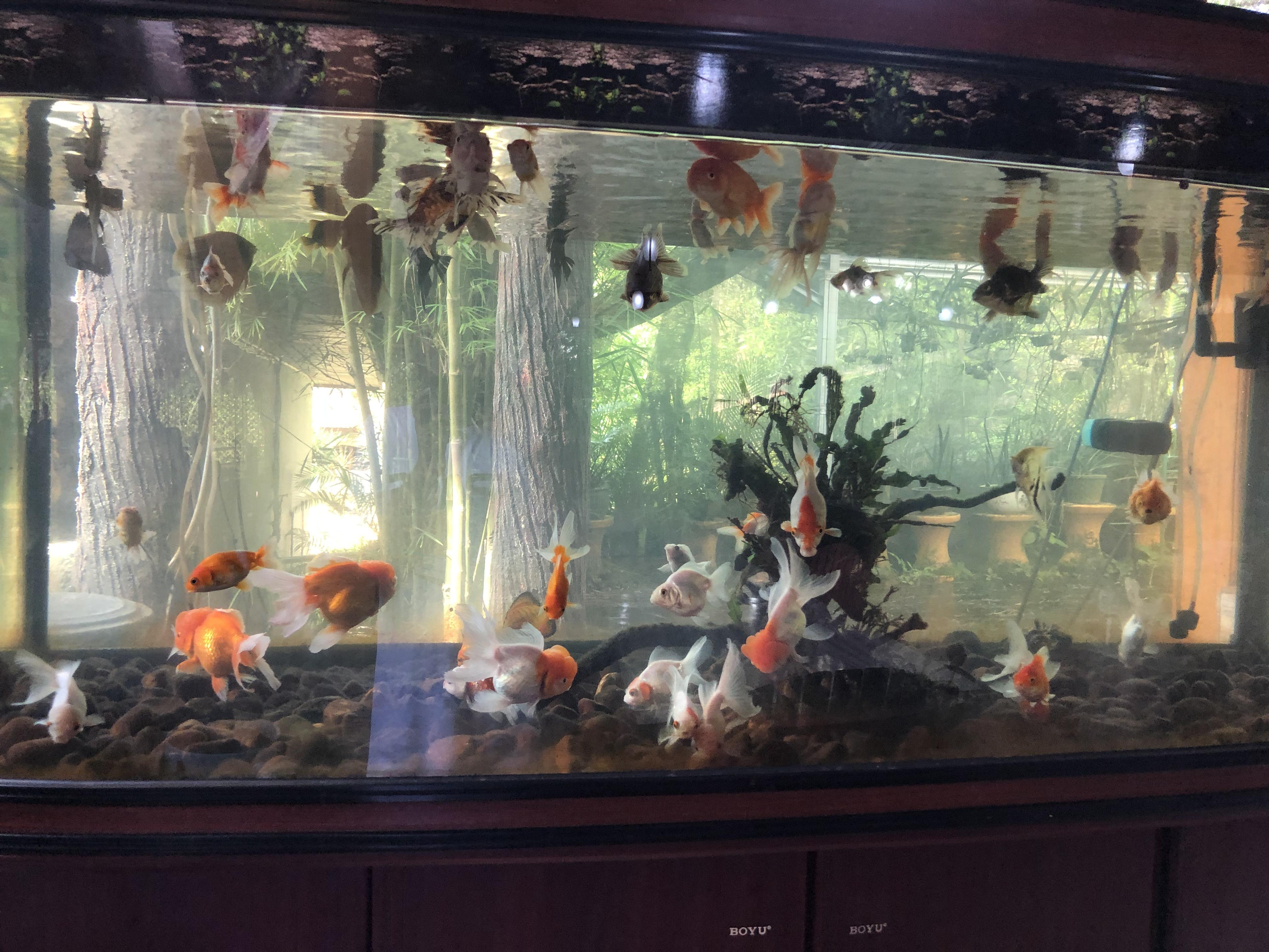 Poor fishes struggling for air and overcrowded ,the water is dirty and