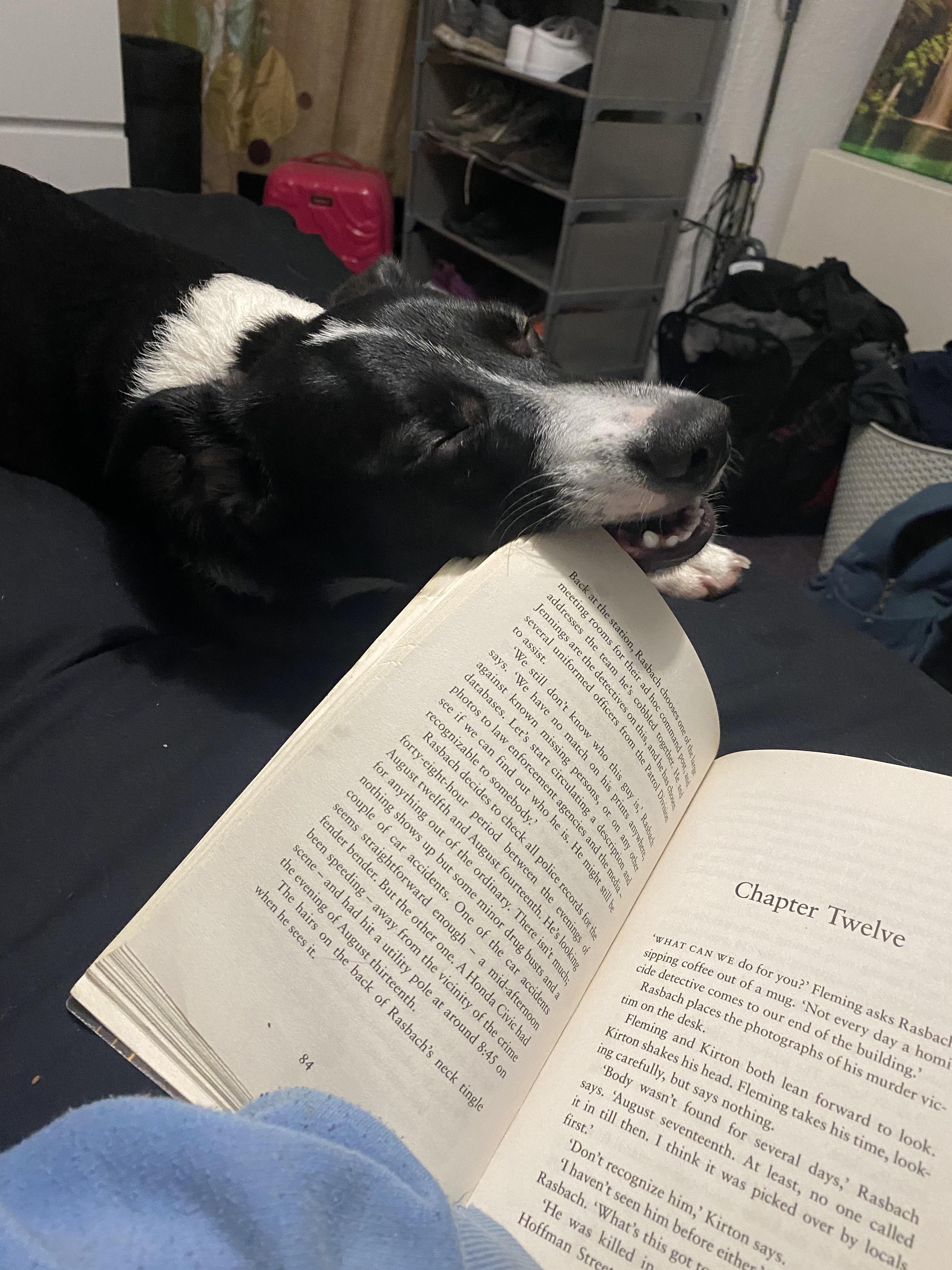 Fell asleep while chewing my book, being a cheeky puppy is tiring work