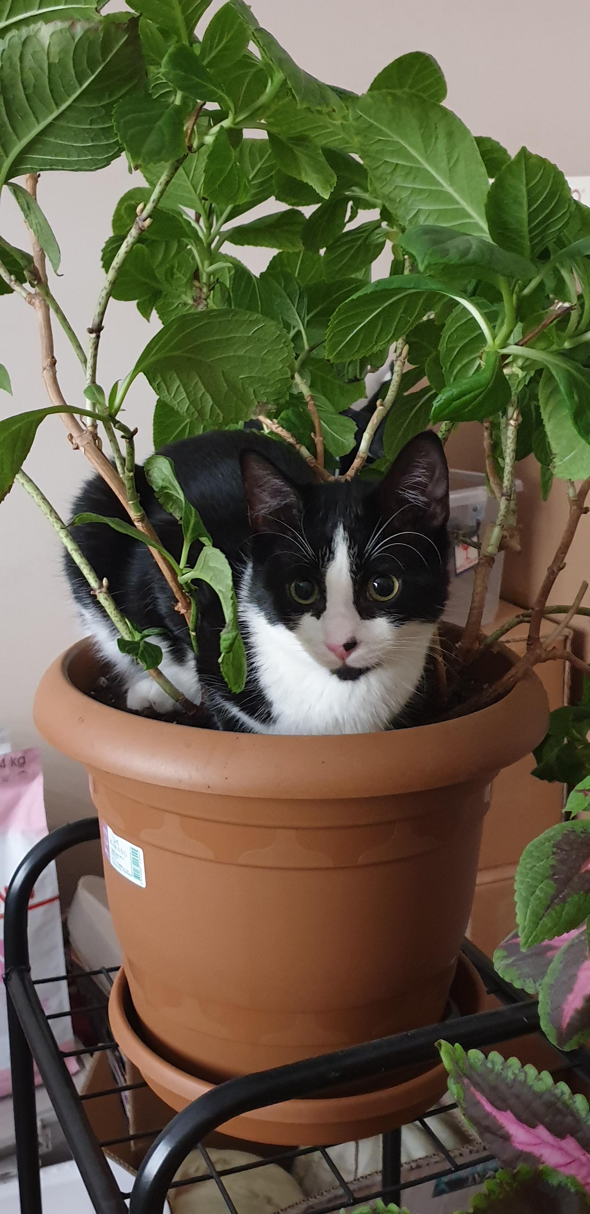 proof that cats grow in soil r/Eyebleach