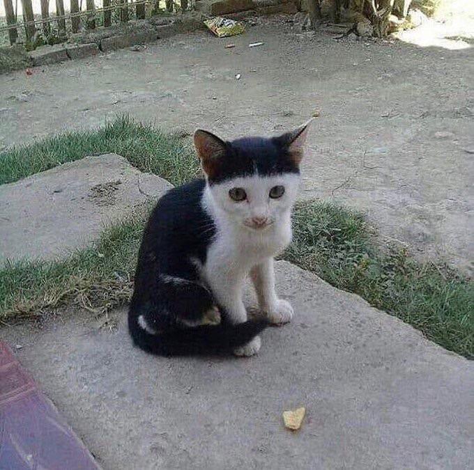 this cat has a lovely bowl cut r/aww