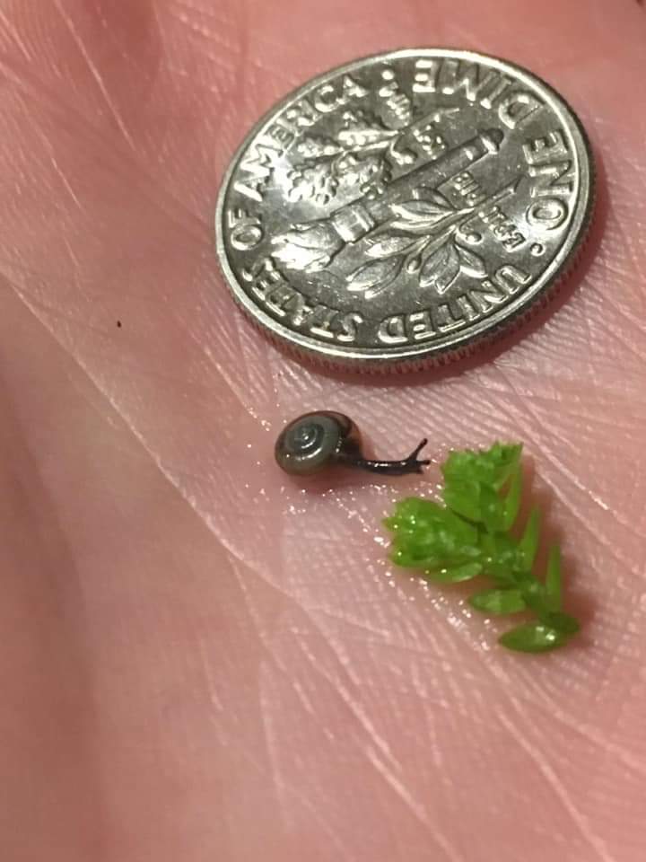 What is this? A snail for ants? r/thingsforants