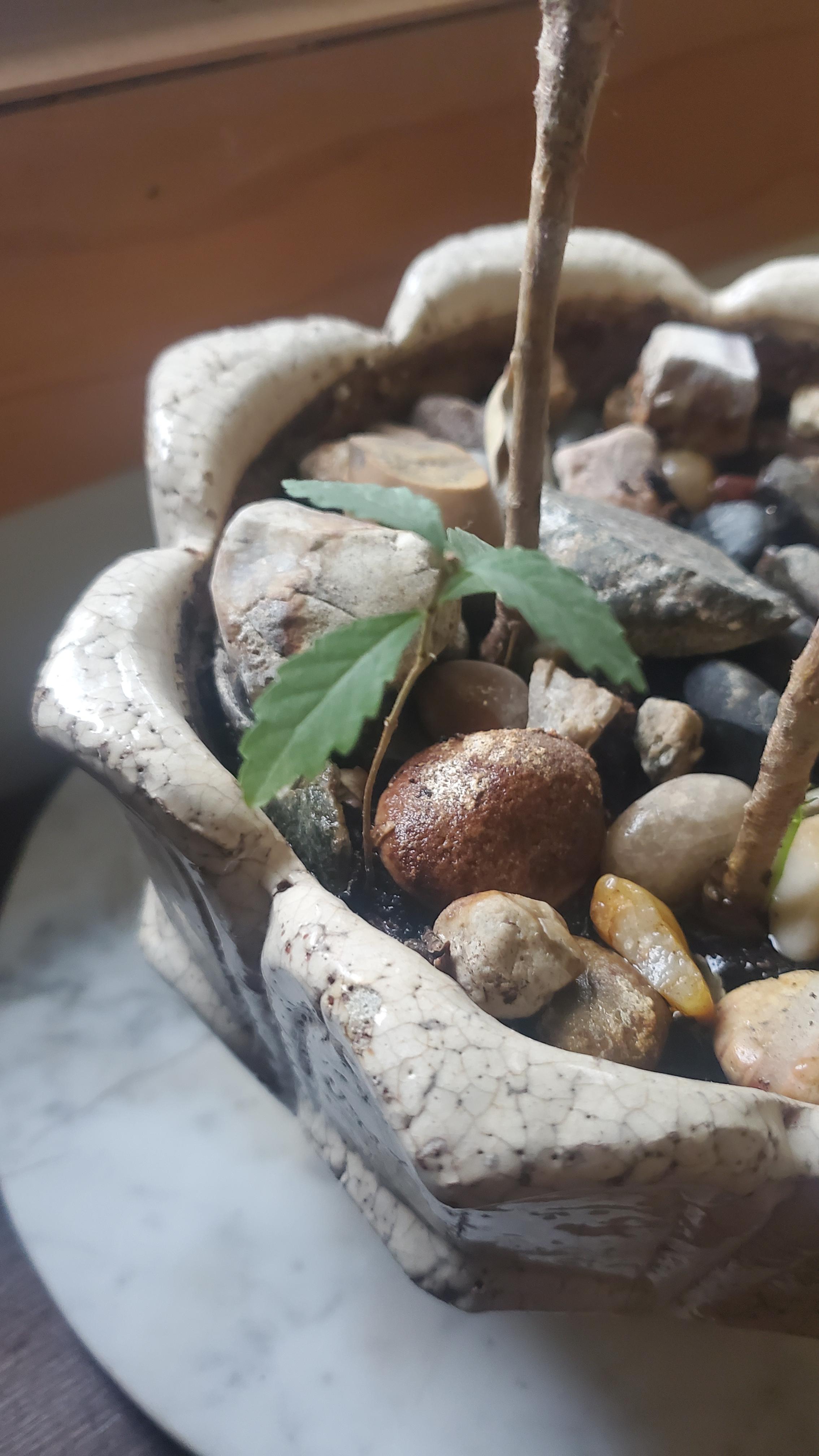 why is my plant not growing?? 6 months old now 😭 the other plants next