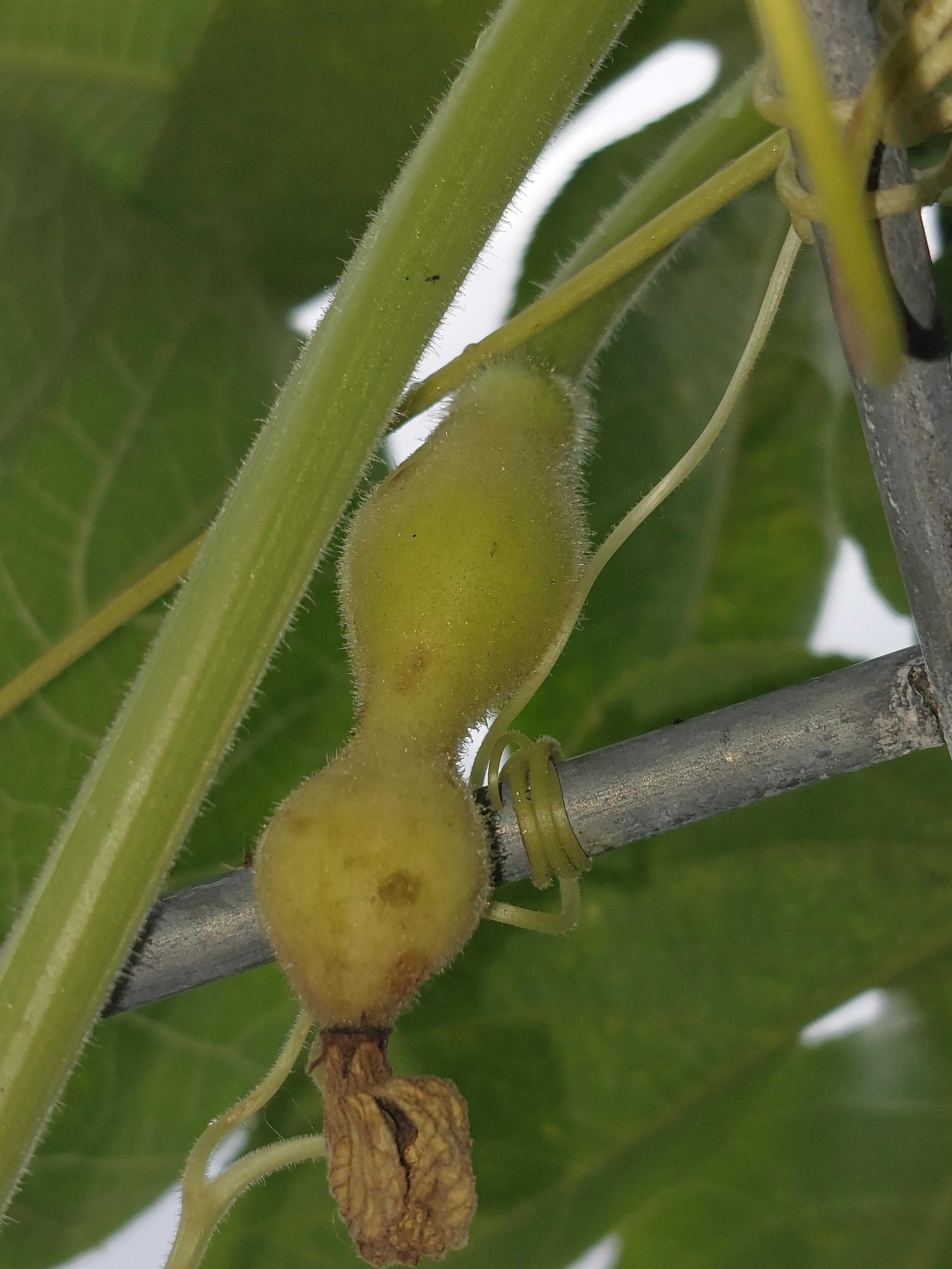 HELP NEEDED! Why are my birdhouse gourds rotting away? I can't find