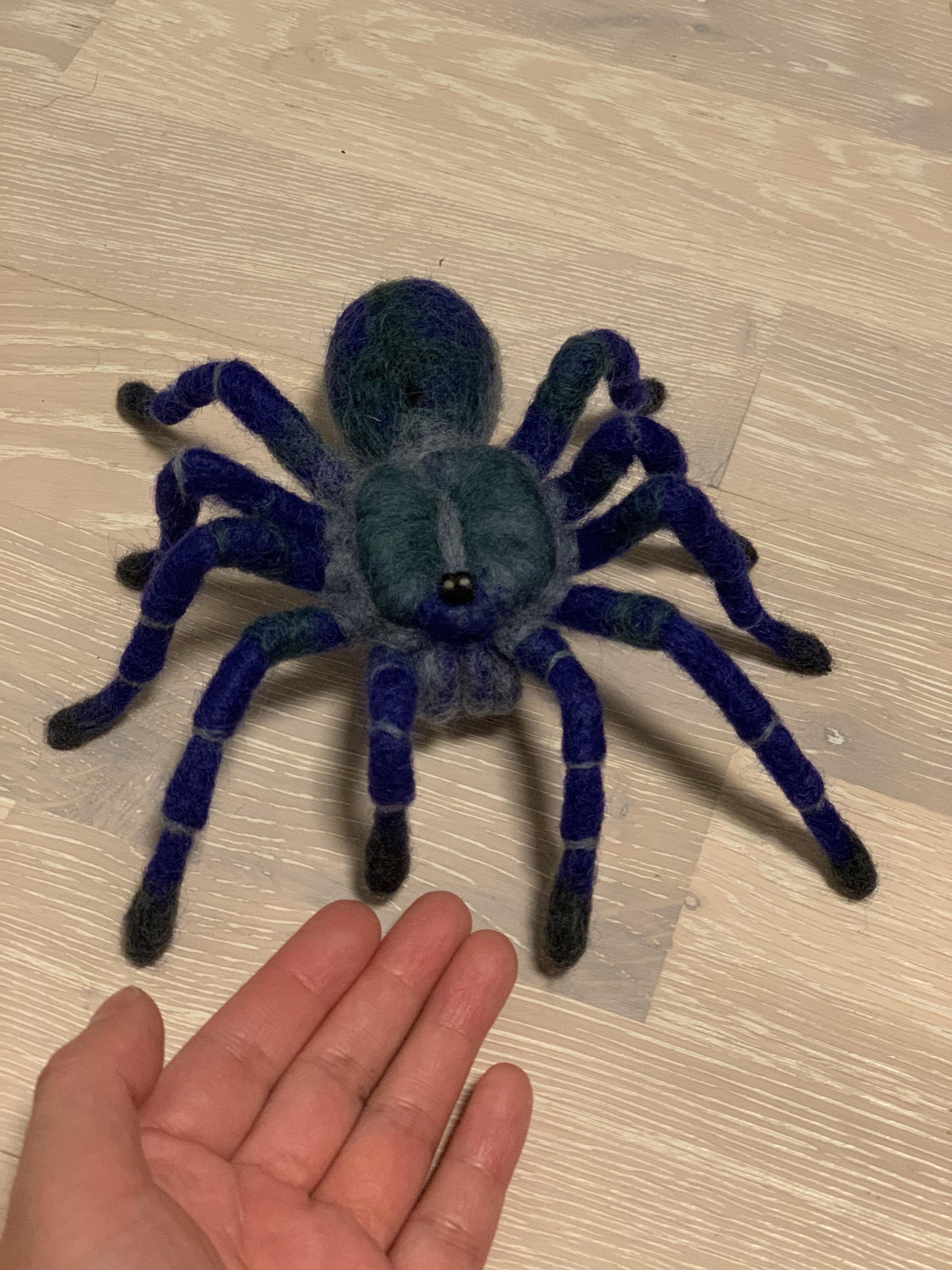 Blue Tarantula Spider