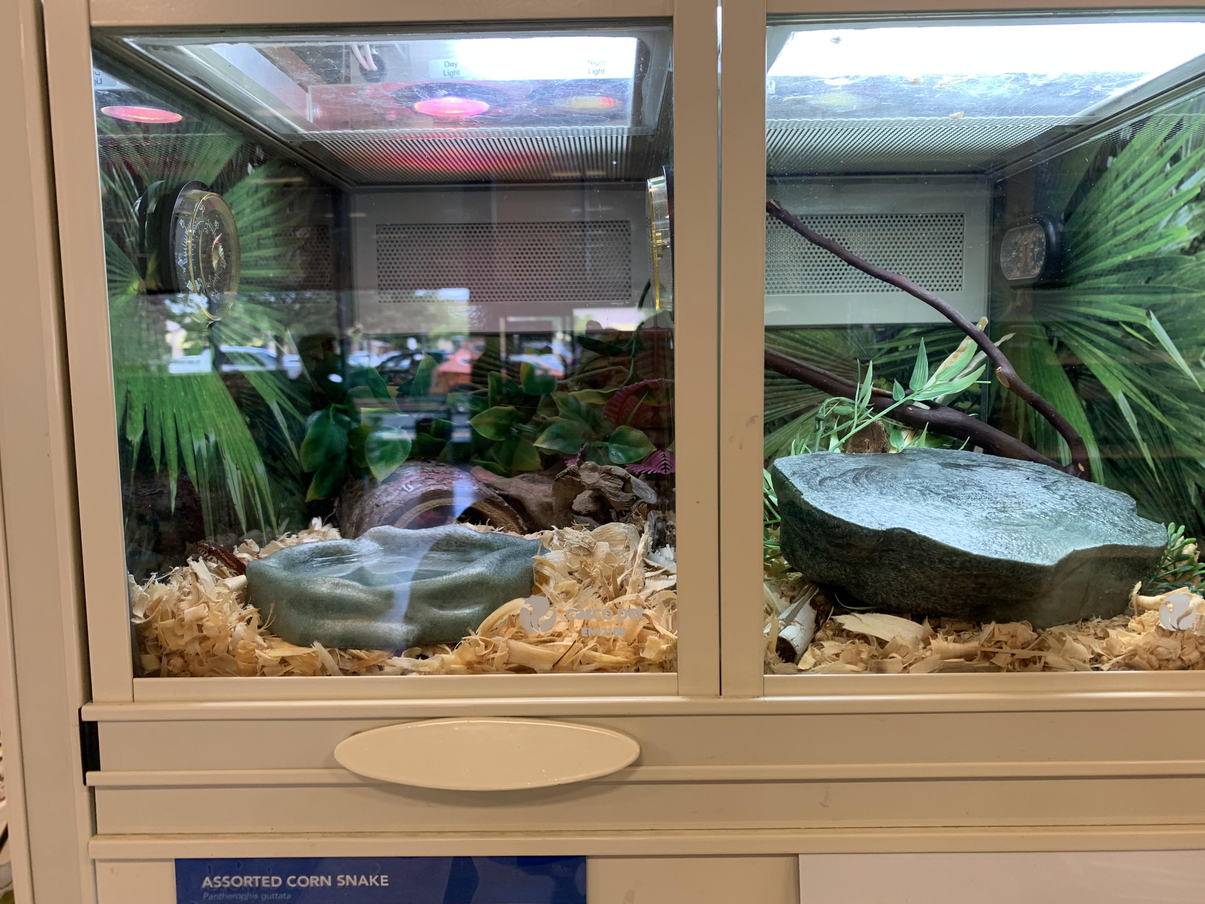 Look at this crap, petsmart has their corn snakes in 45 gallons tanks