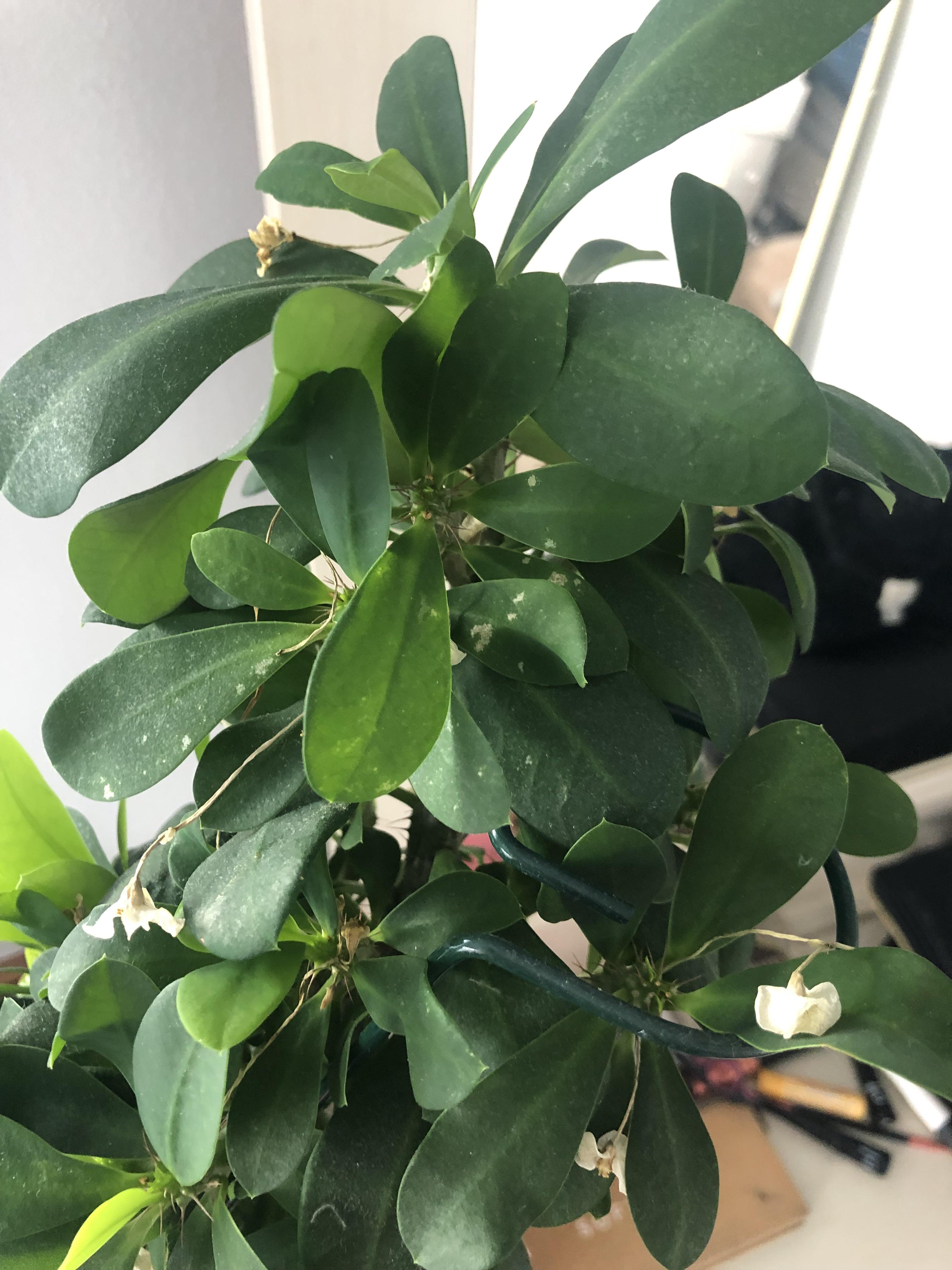 Wondering what these white dots are on my plant gardening