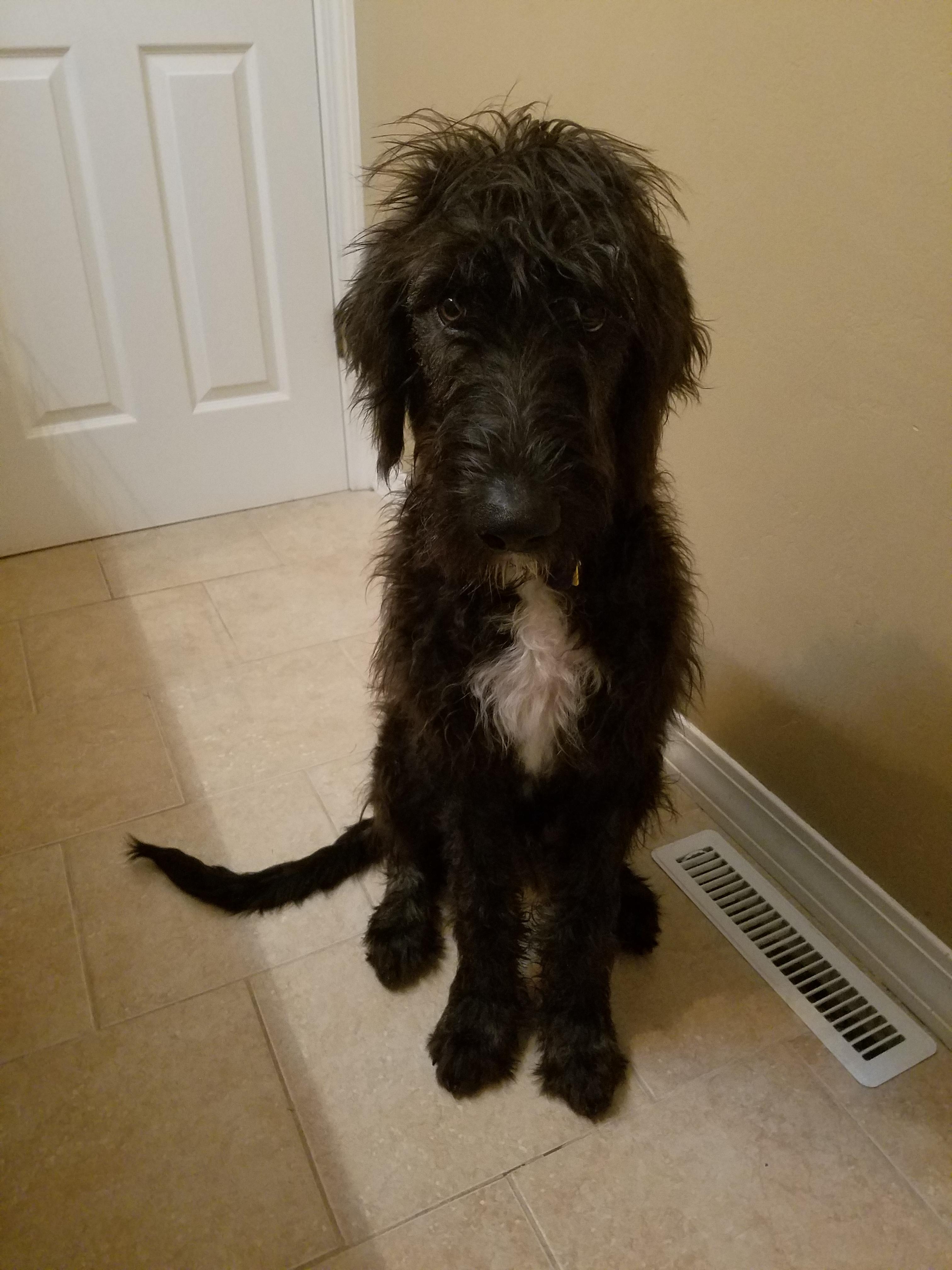 Irish Wolfhound Poodle Mix petfinder