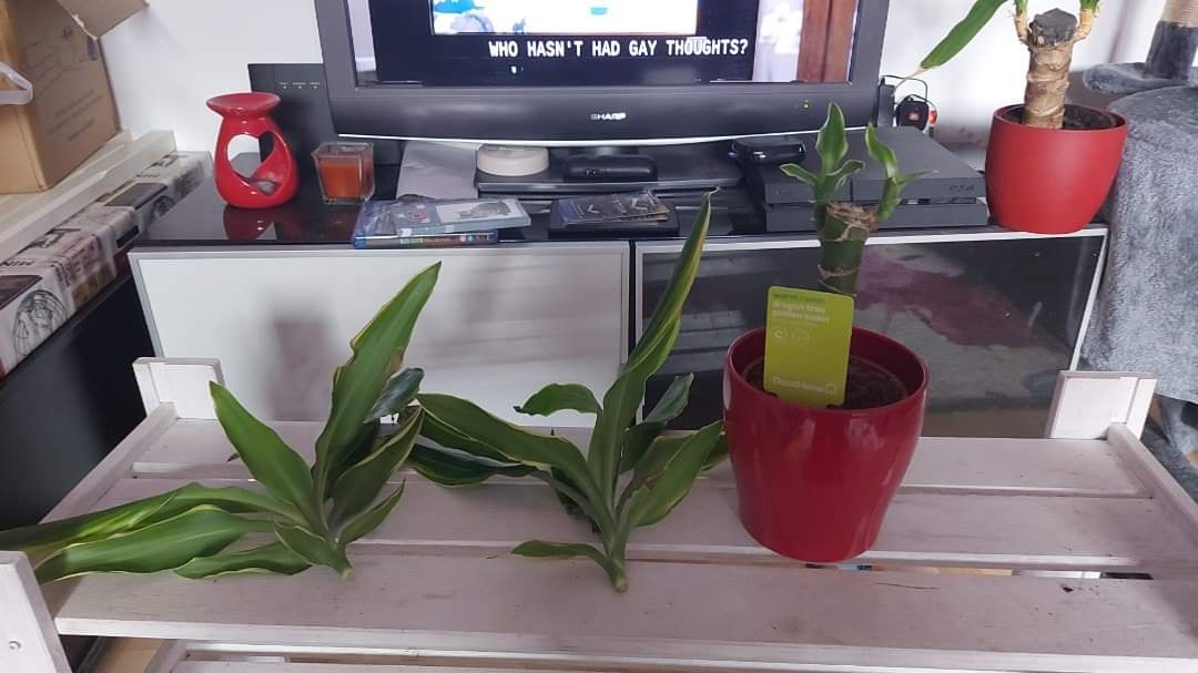 One of my cats knocked something over and decapitated my dragon tree