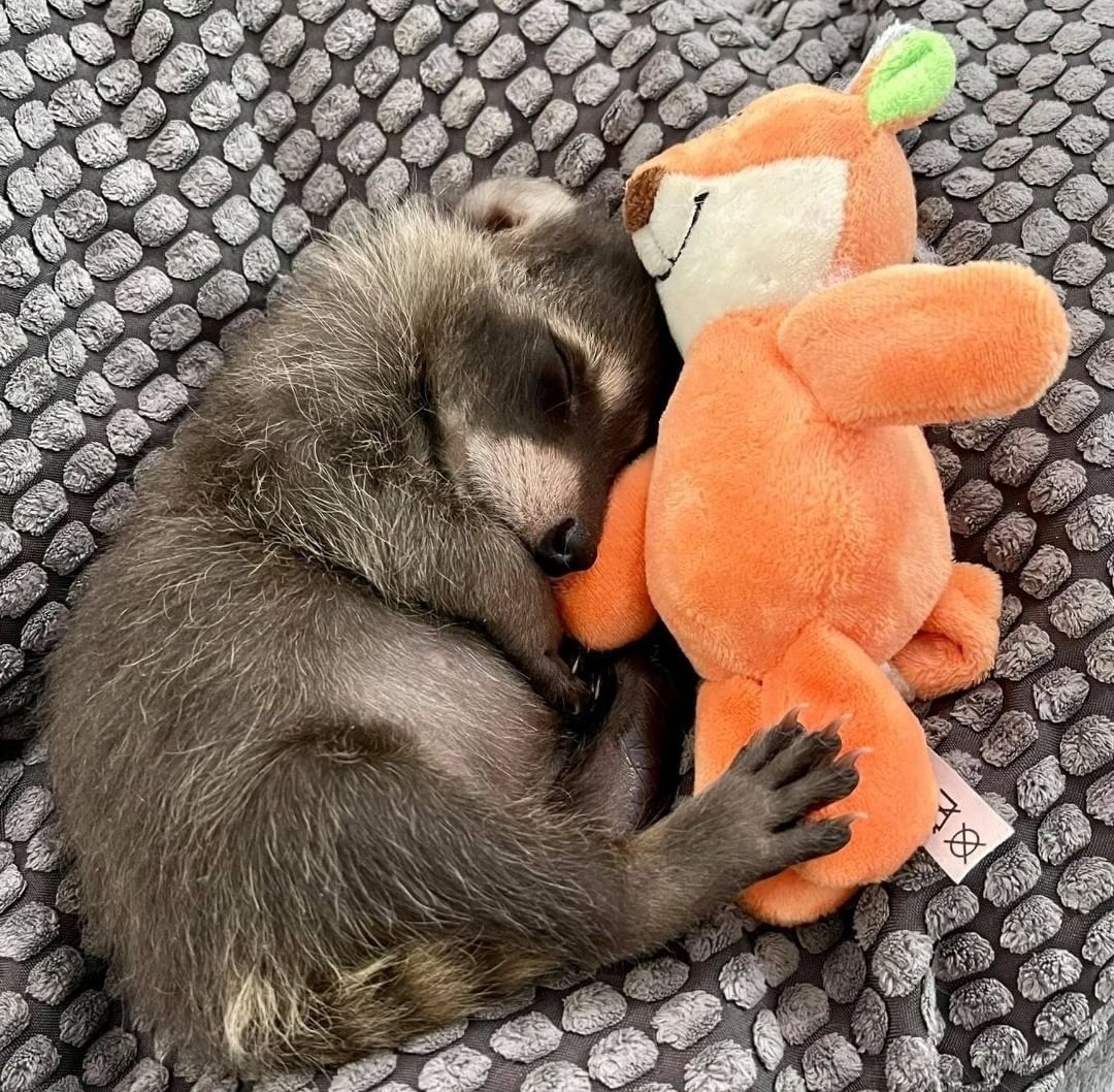 lovely toys 💕 r/Raccoons