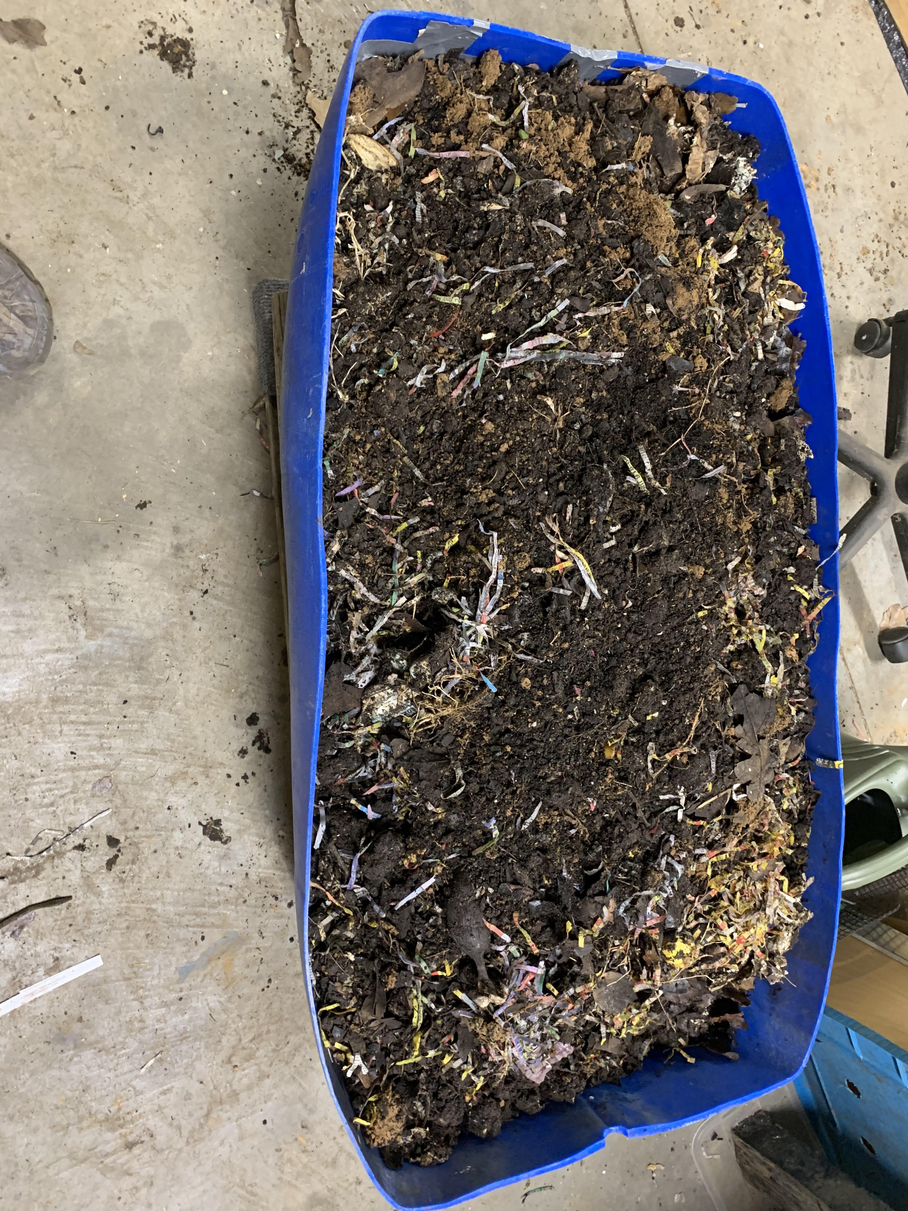 Harvesting? So I have 2 of these 1/2 55 gallon barrels I cut in half