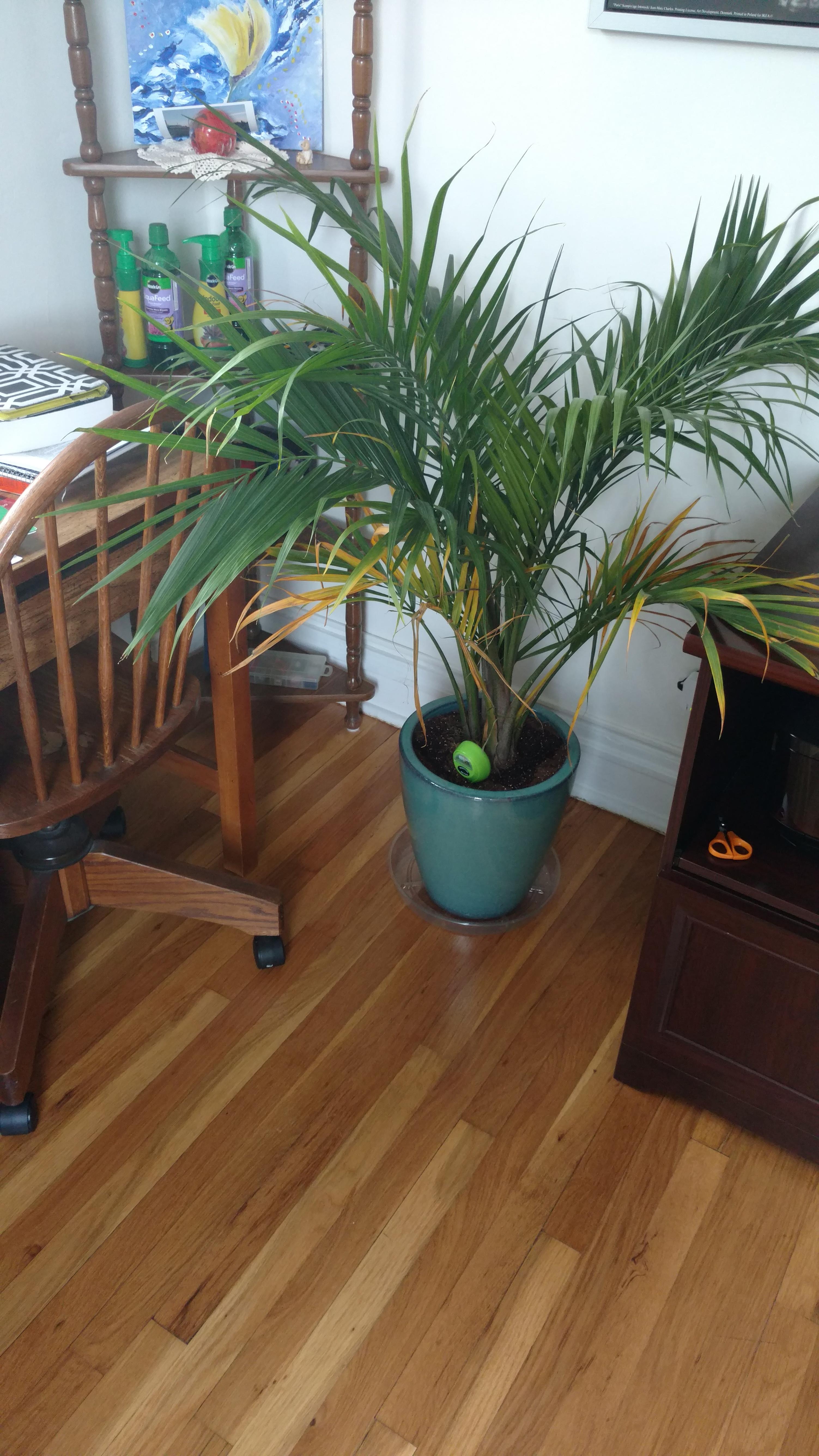 Anyone know why my parlor palm leaves are yellowing? r/houseplants