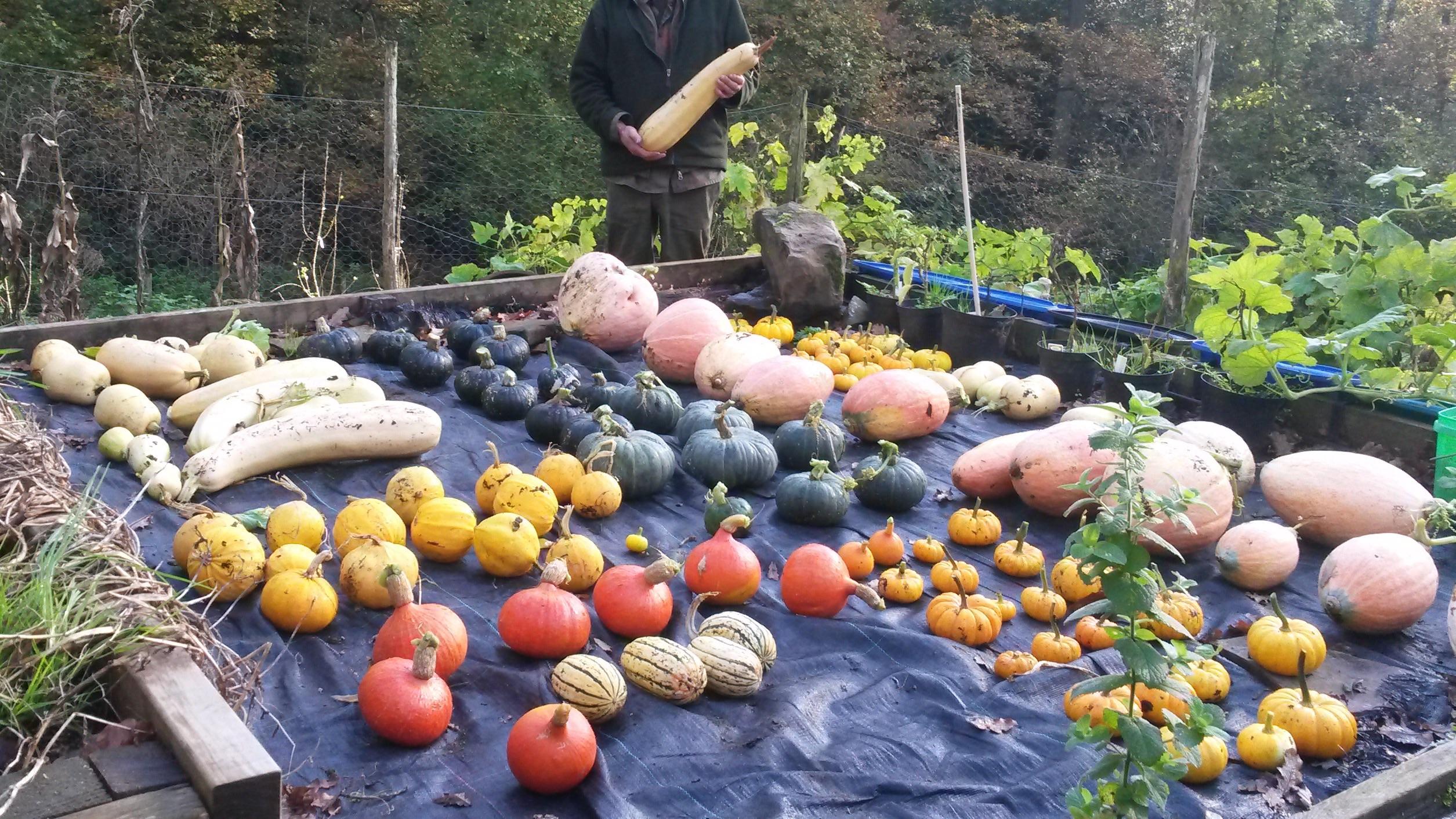 A bountiful squash harvest (Autumn 2017) r/gardening