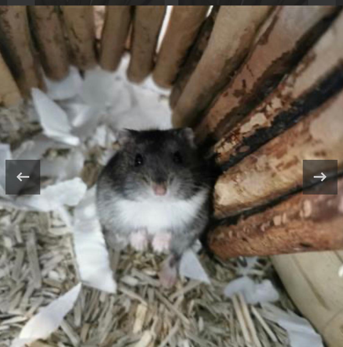 Best treats for dwarf hamsters? r/hamsters