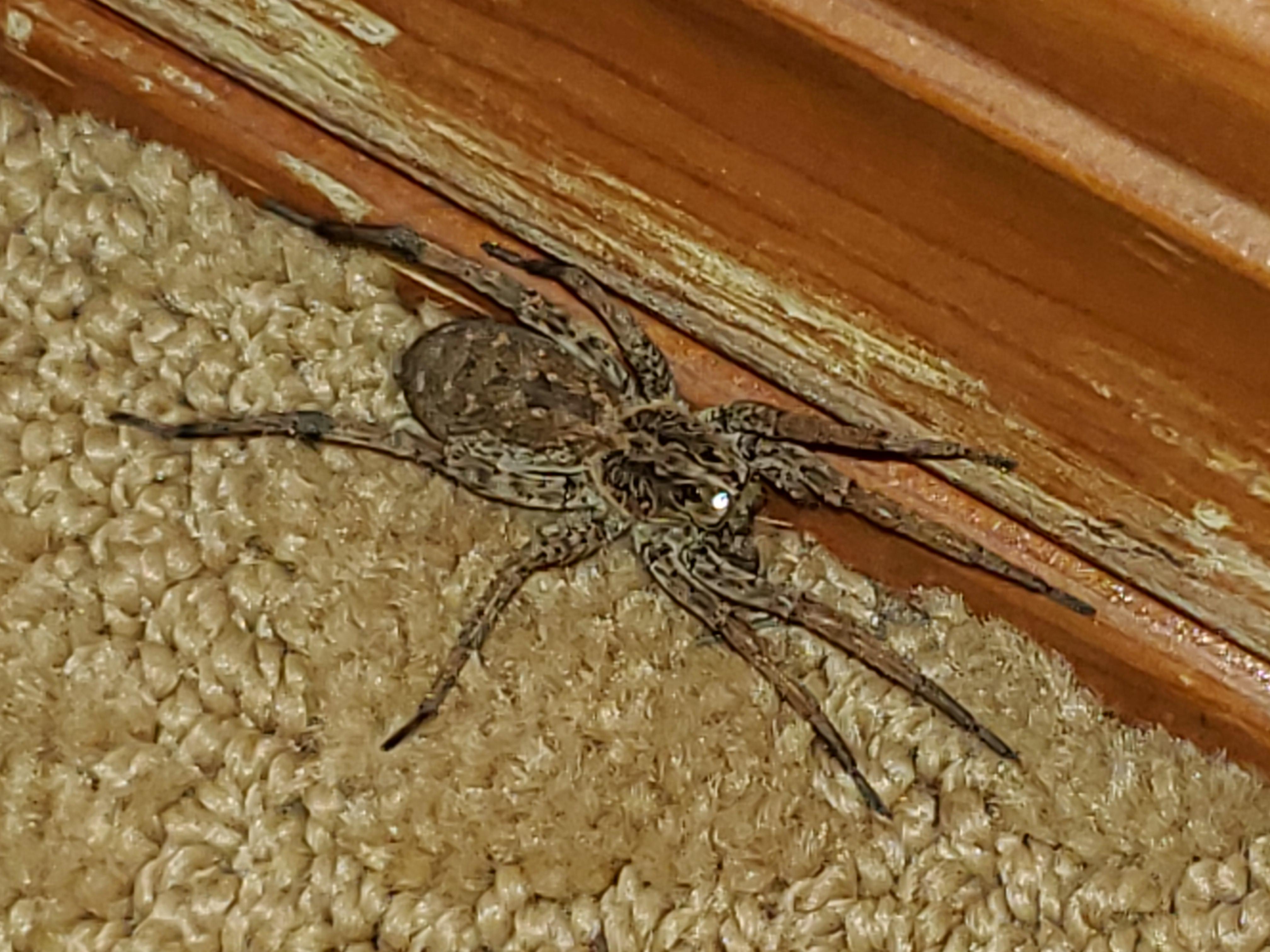 Love me a good wolf spider. r/oklahoma