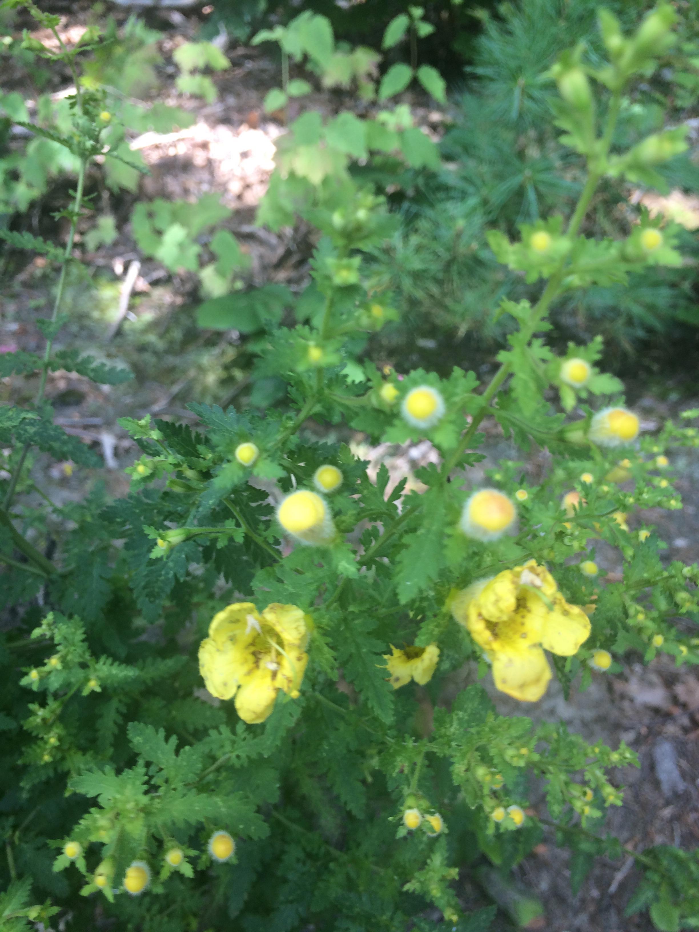 Yellow flowers, fernlike leaves, growing on edge of forest near lake