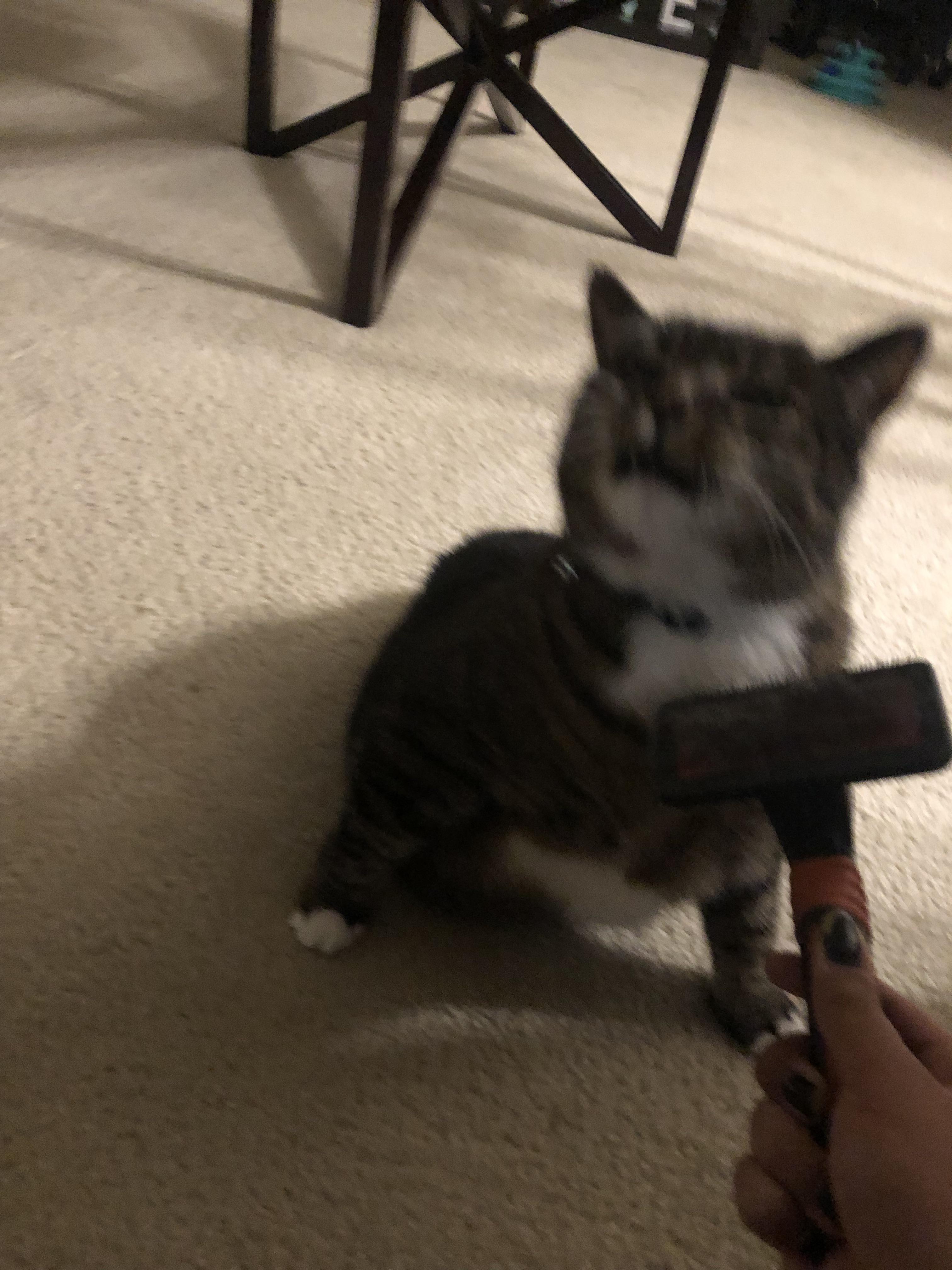 Angie was getting a brushing and was about to sneeze r/scrungycats