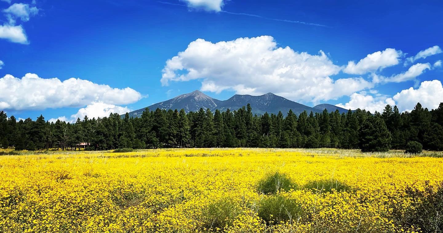 Wild sunflowers in Flagstaff. r/arizona