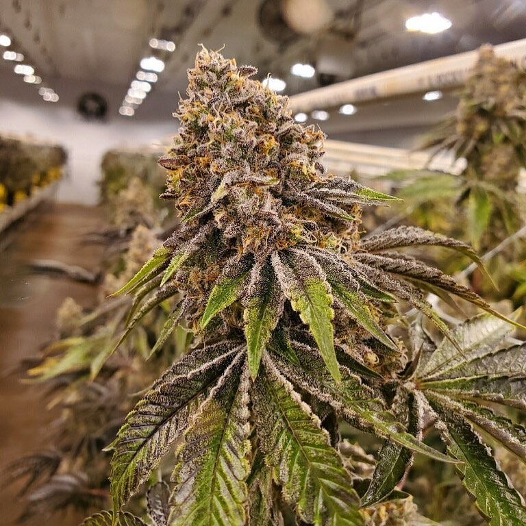 The Sugar Cone goes WOO WOO. Nothin’ like the sweet smell of Sugar Cone