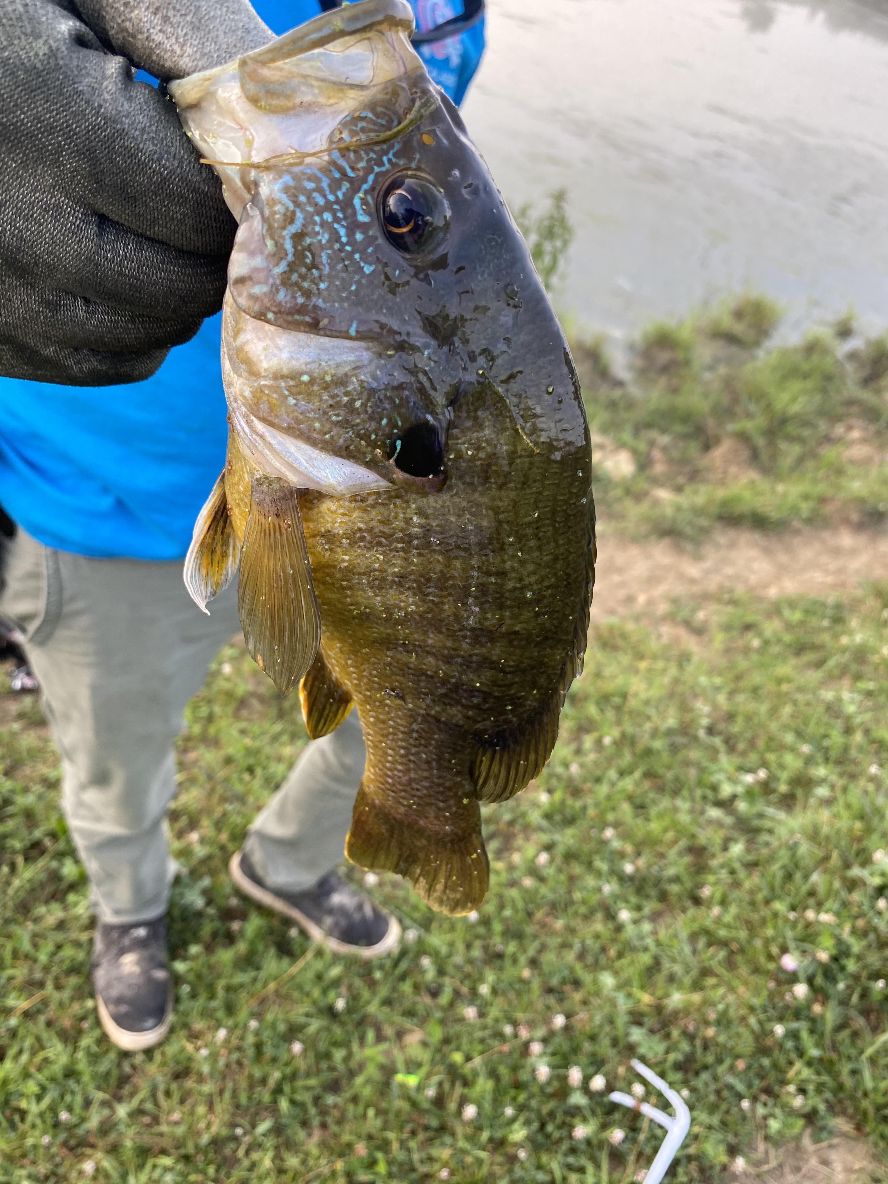 Caught this morning in a KY farm pond, can anyone I.d.? (I wore a glove