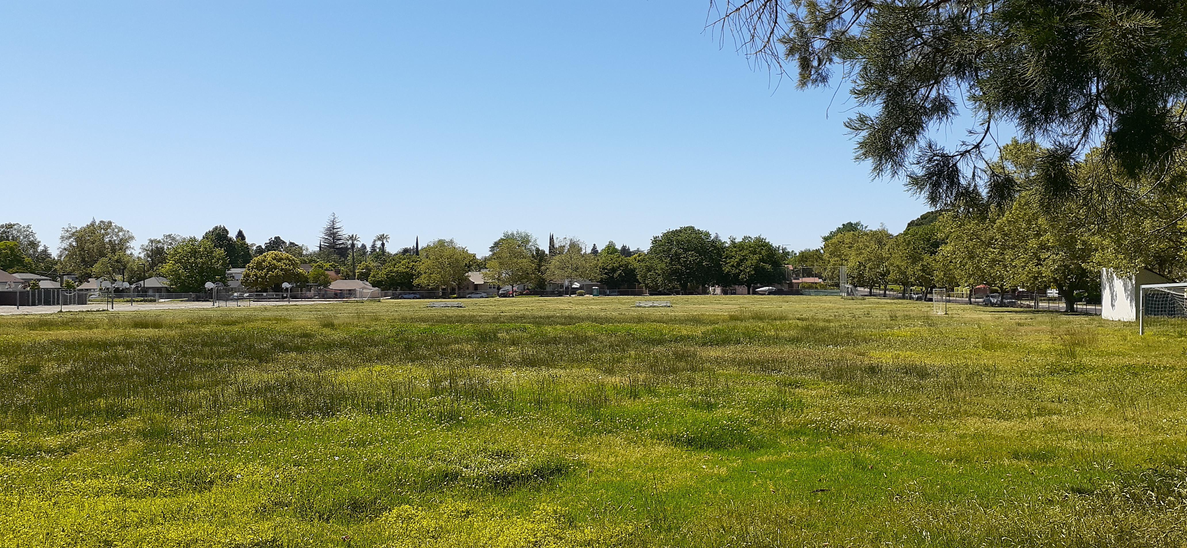 The grass is getting taller and taller at Kit Carson in East Sacramento. r/Sacramento