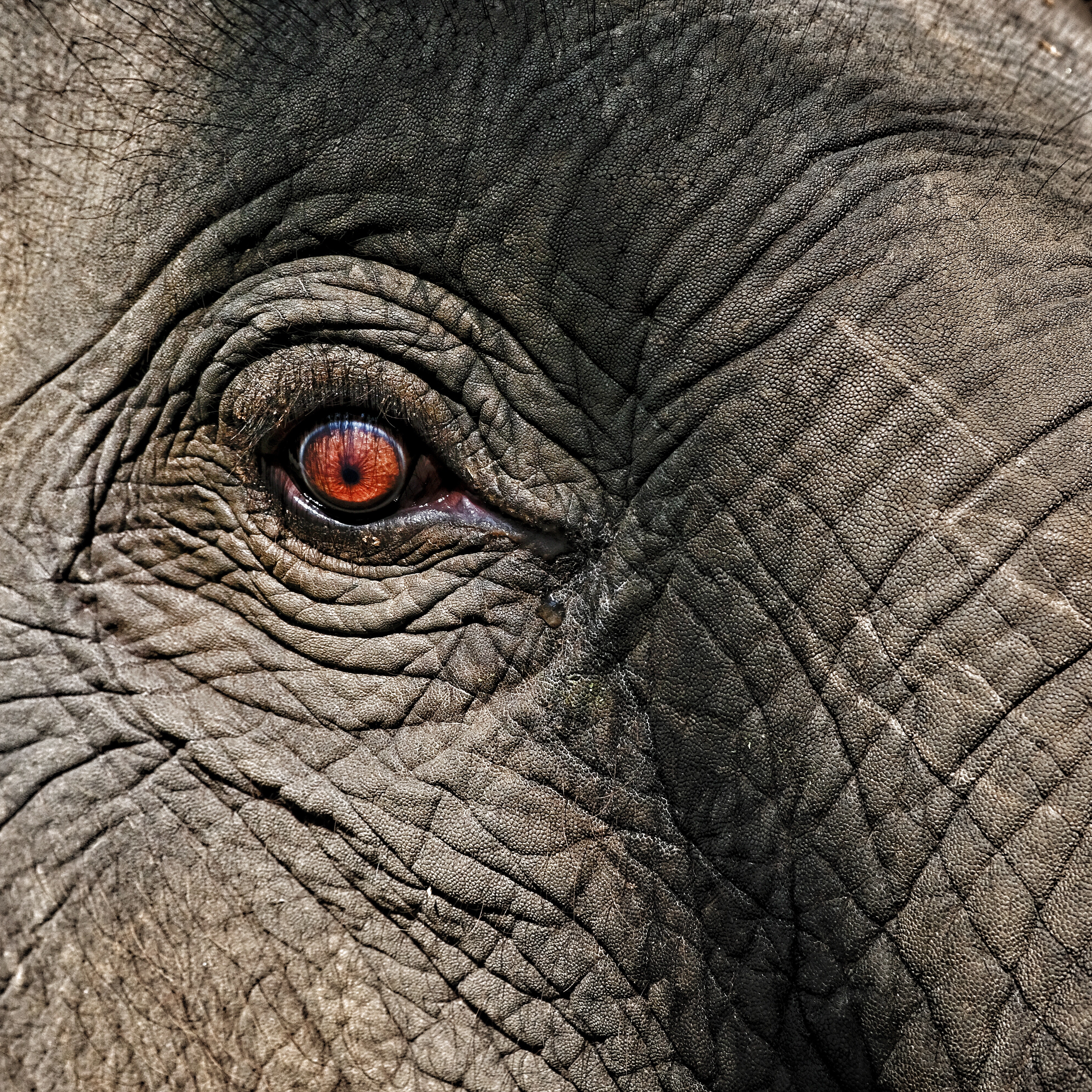 🔥 Elephants Eye 🔥 Photo by Inbetween Architects on Unsplash r