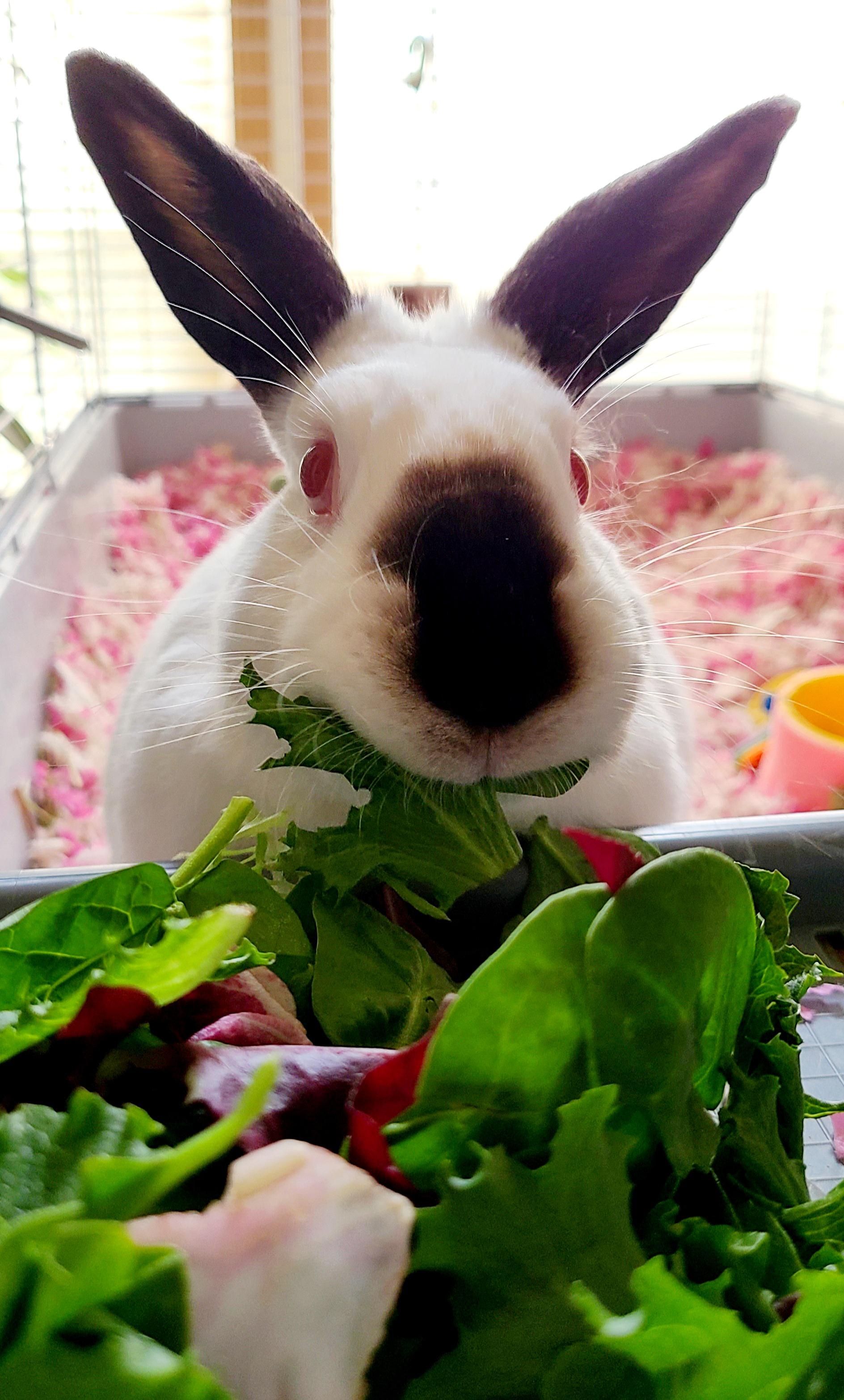 Snowy loves her fresh greens r/Rabbits