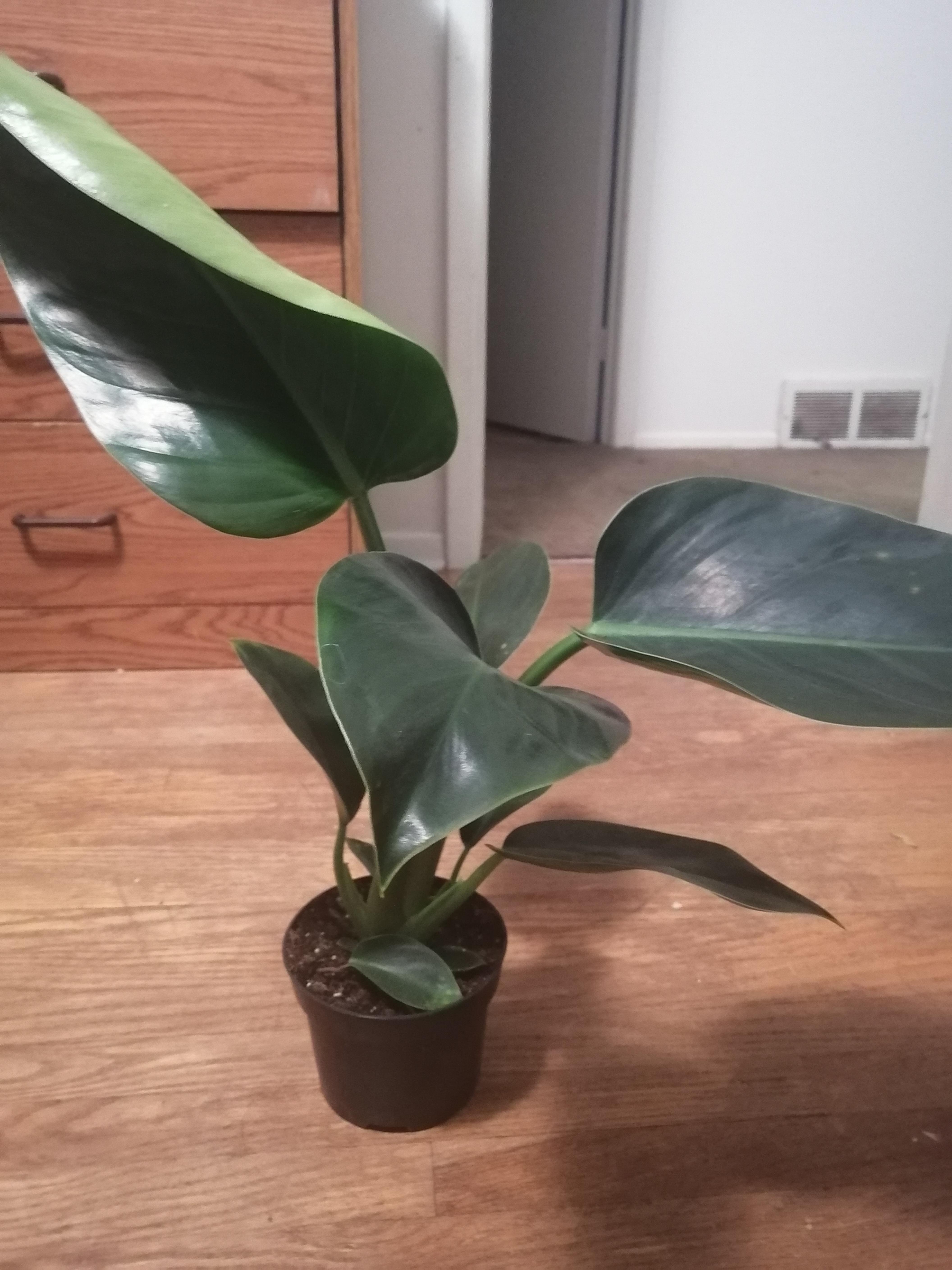 Bought for cheap but unlabelled. Philodendron?? r/PlantIdentification