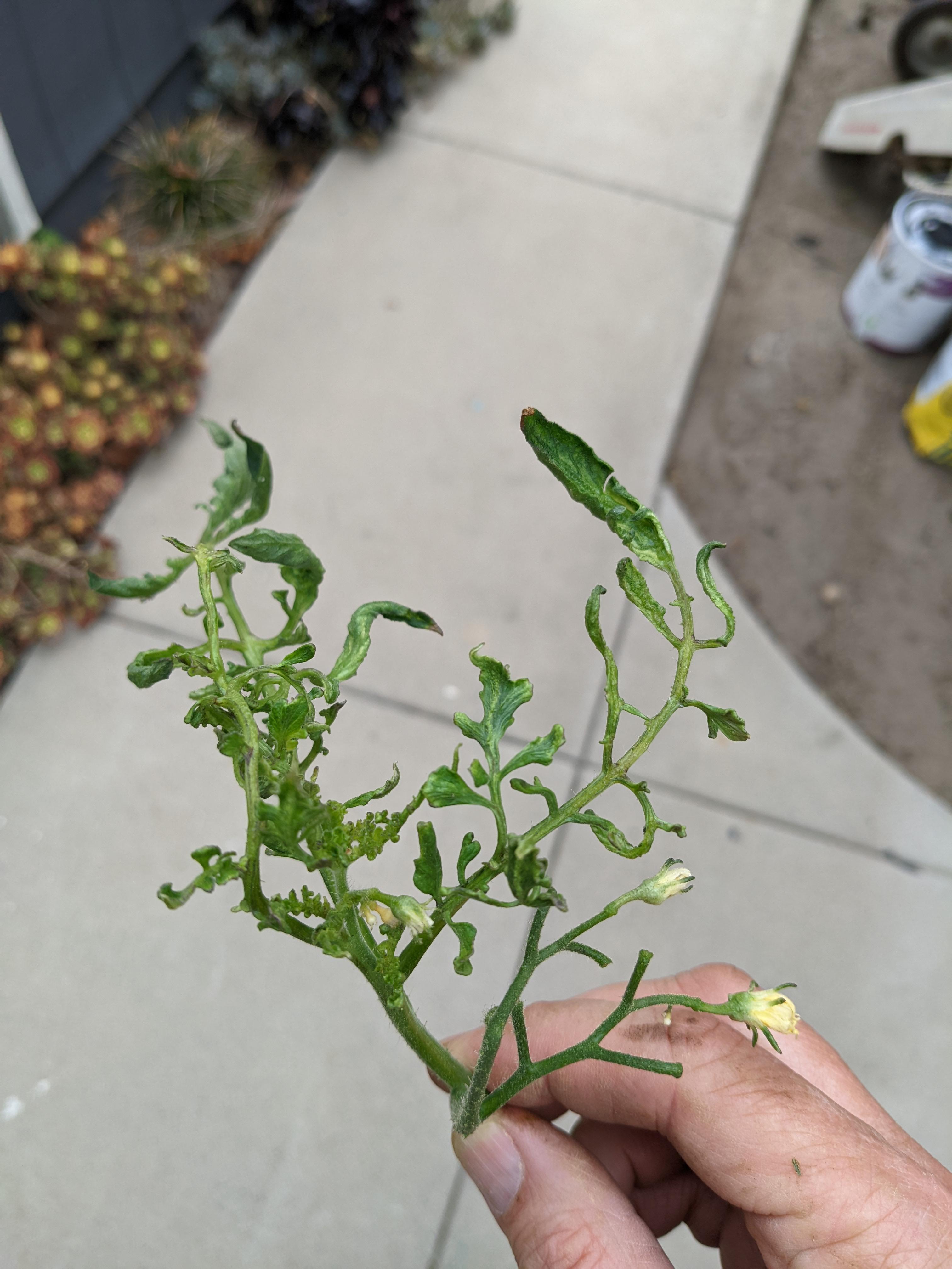 Does anyone know why the tip of my otherwise healthy tomato plant looks